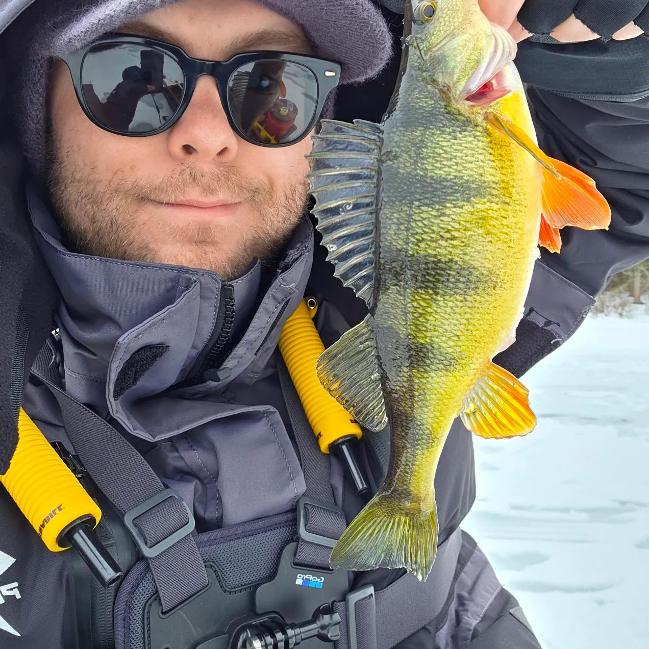 The most recent Yellow perch catches on Fishbrain