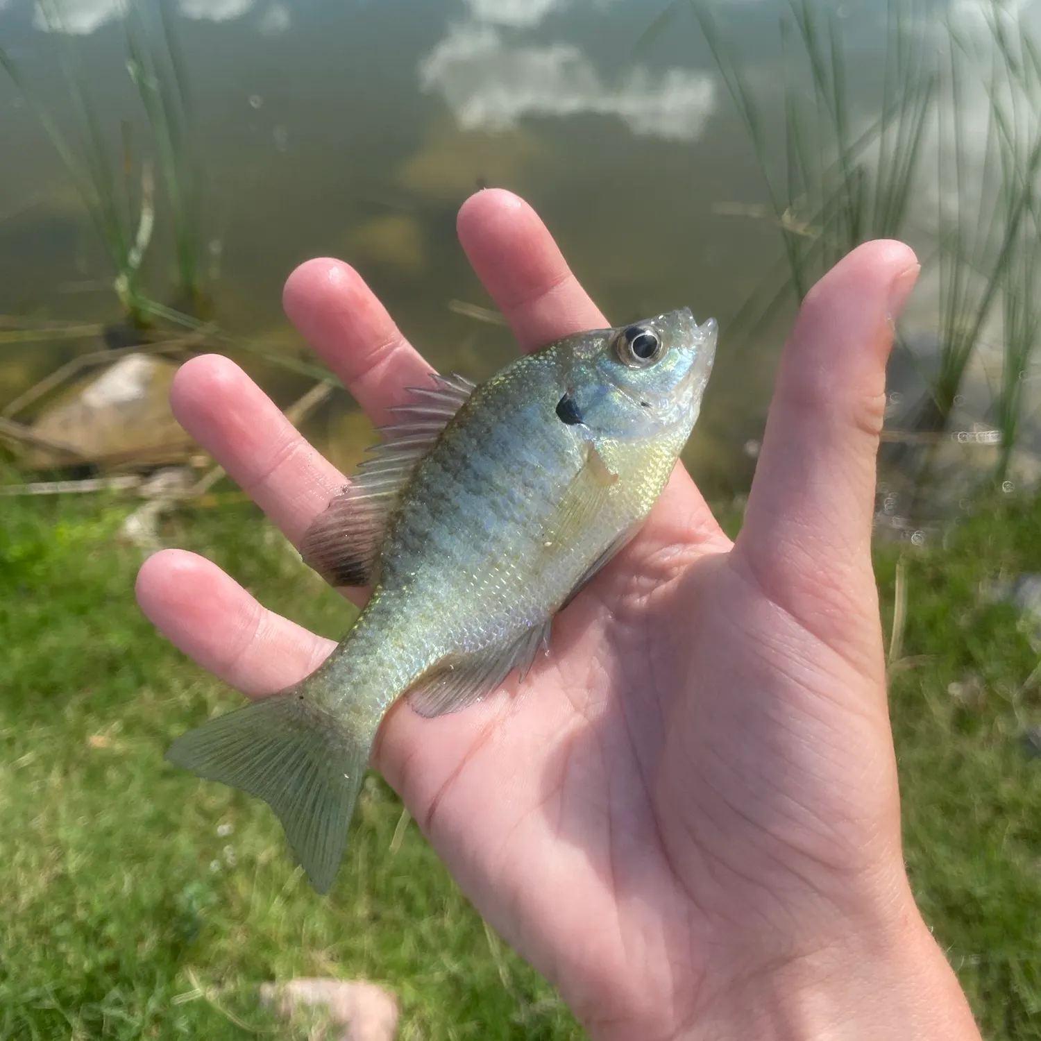 Bluegill caught on Fishbrain
