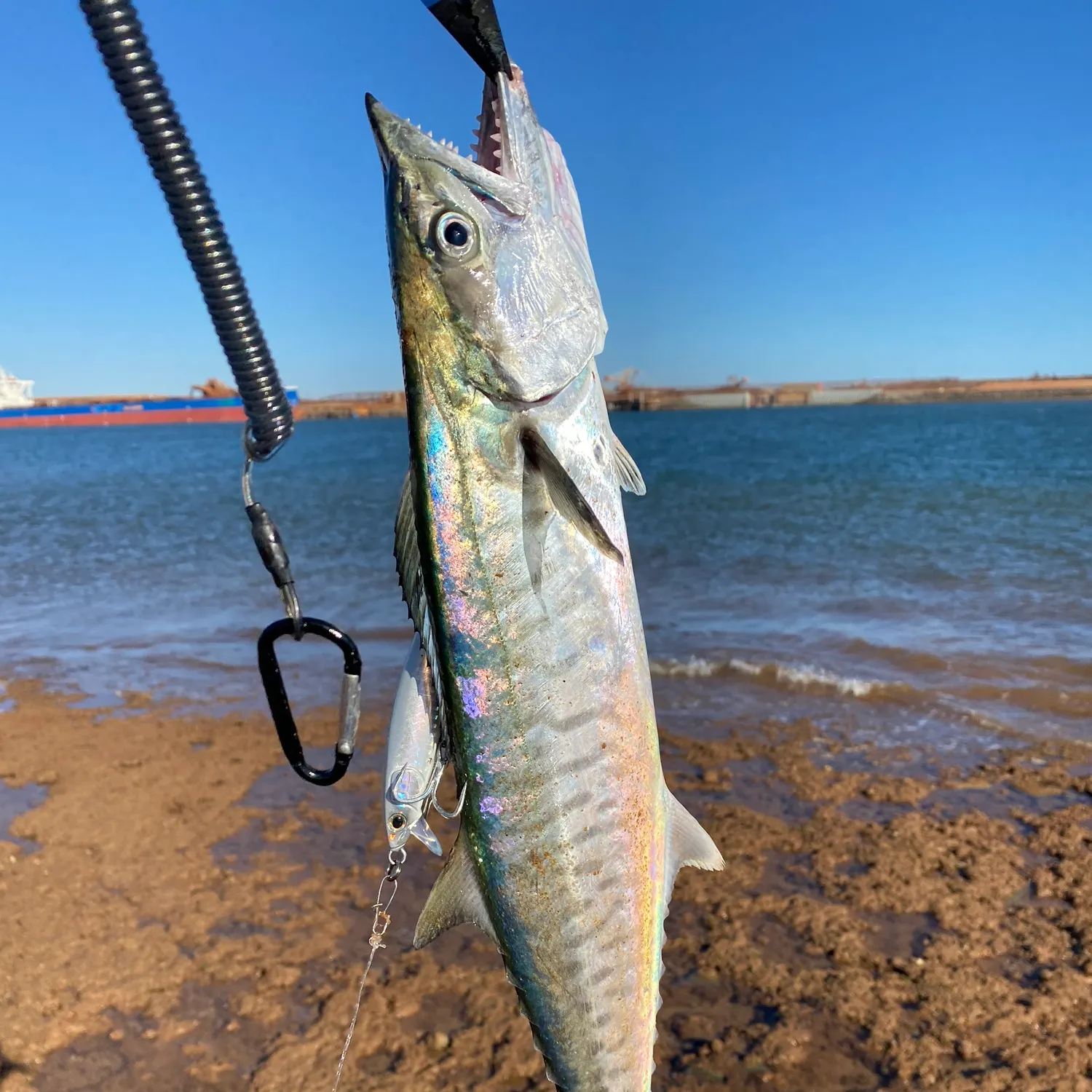 Narrow-barred Spanish mackerel caught on Fishbrain