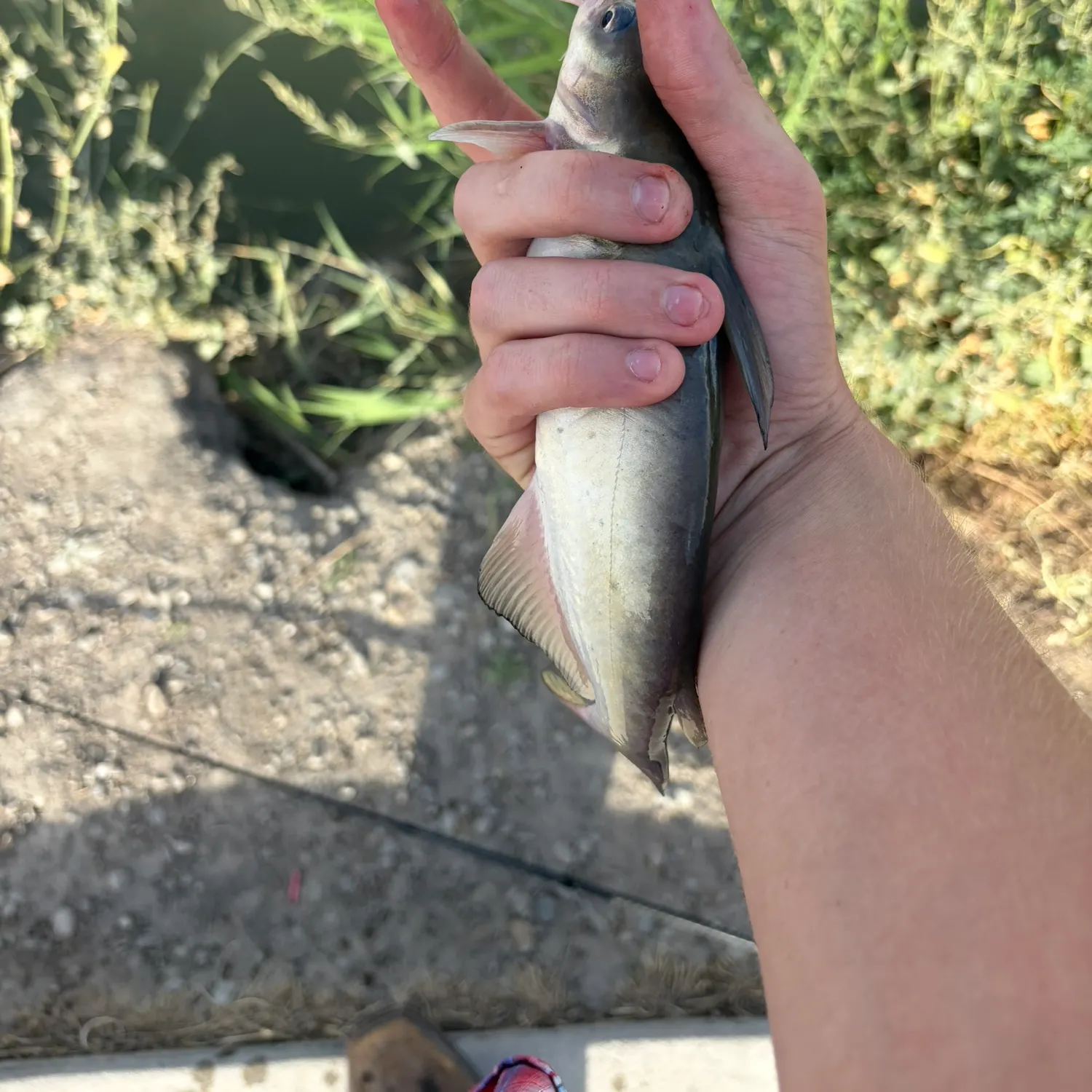 Channel catfish caught on Fishbrain