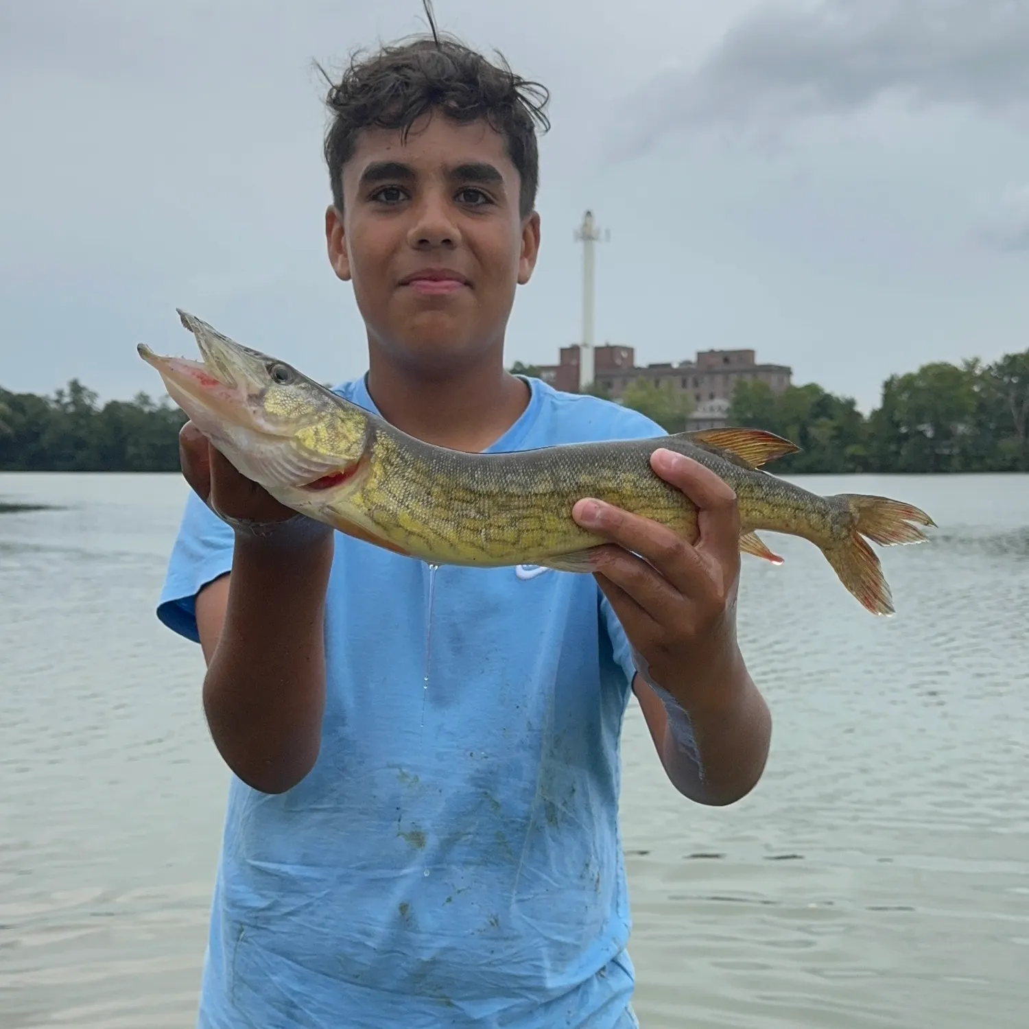 Chain pickerel caught on Fishbrain