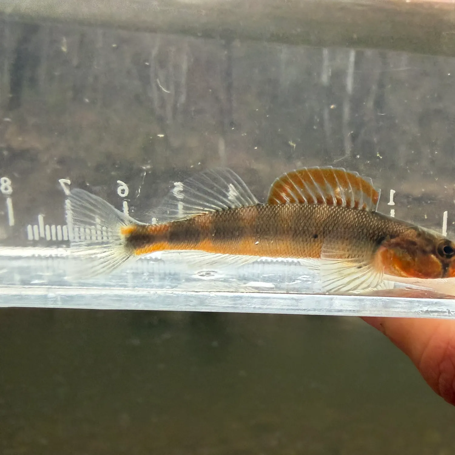 The most recent Gilt darter catches on Fishbrain