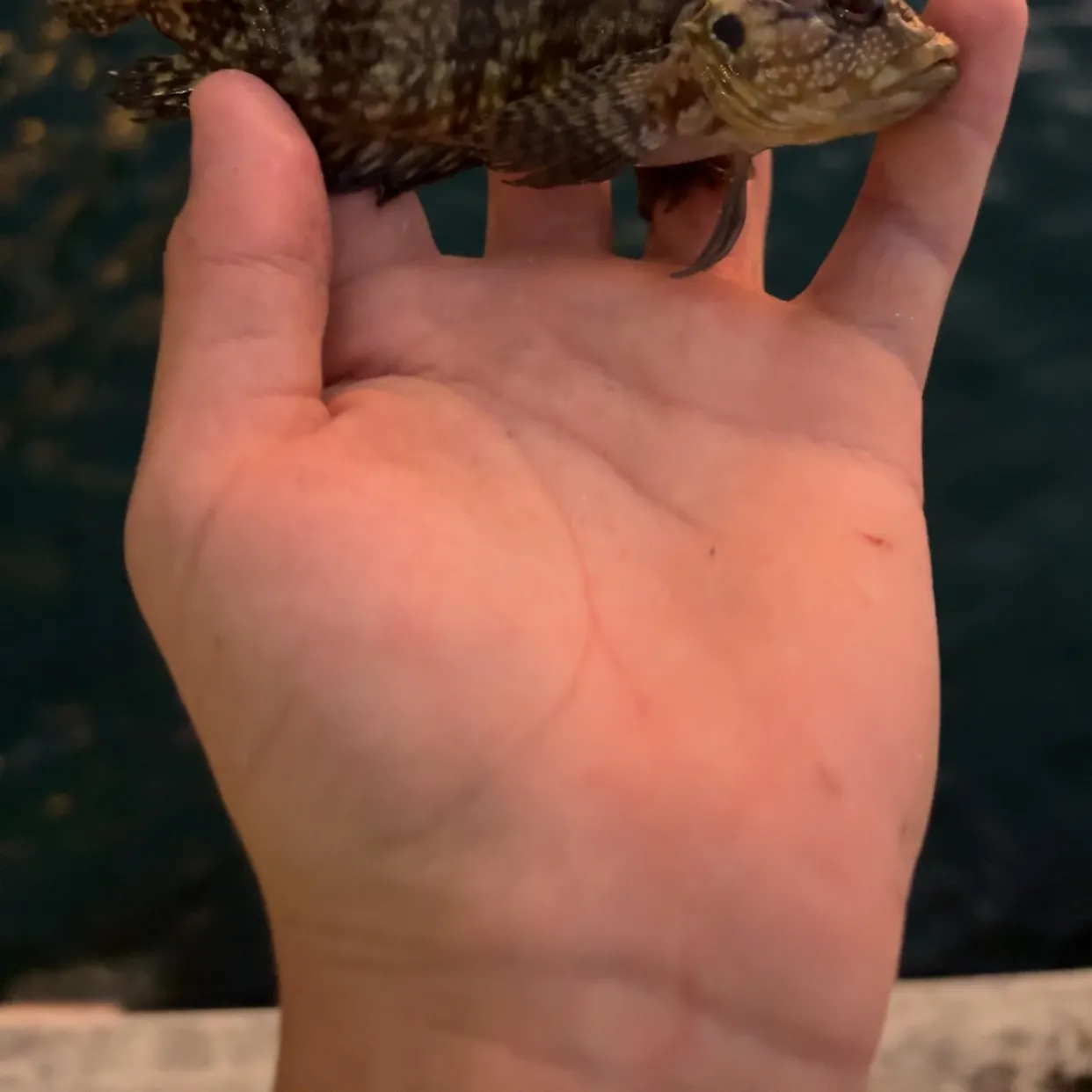 The most recent Masquerader hairy blenny catches on Fishbrain