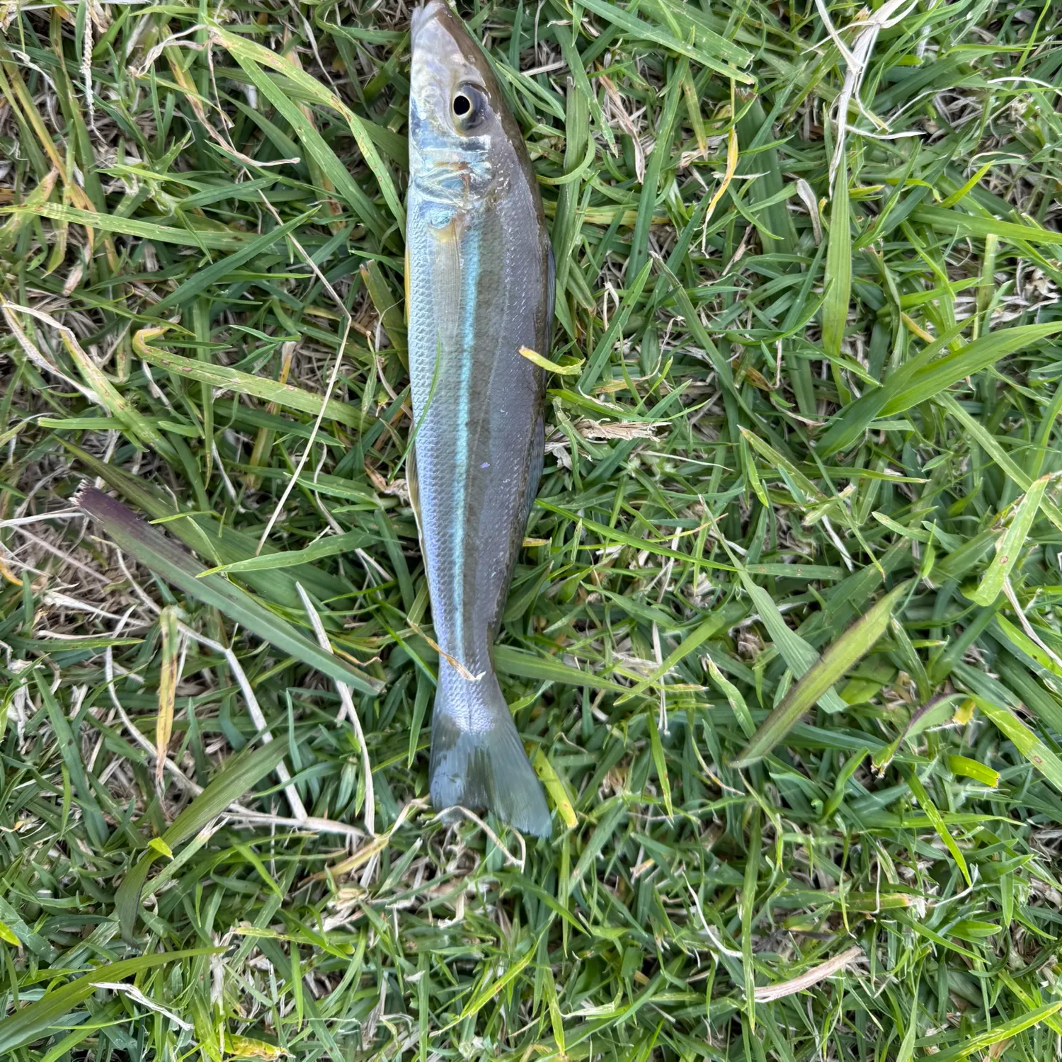 The most recent Sand sillago catches on Fishbrain