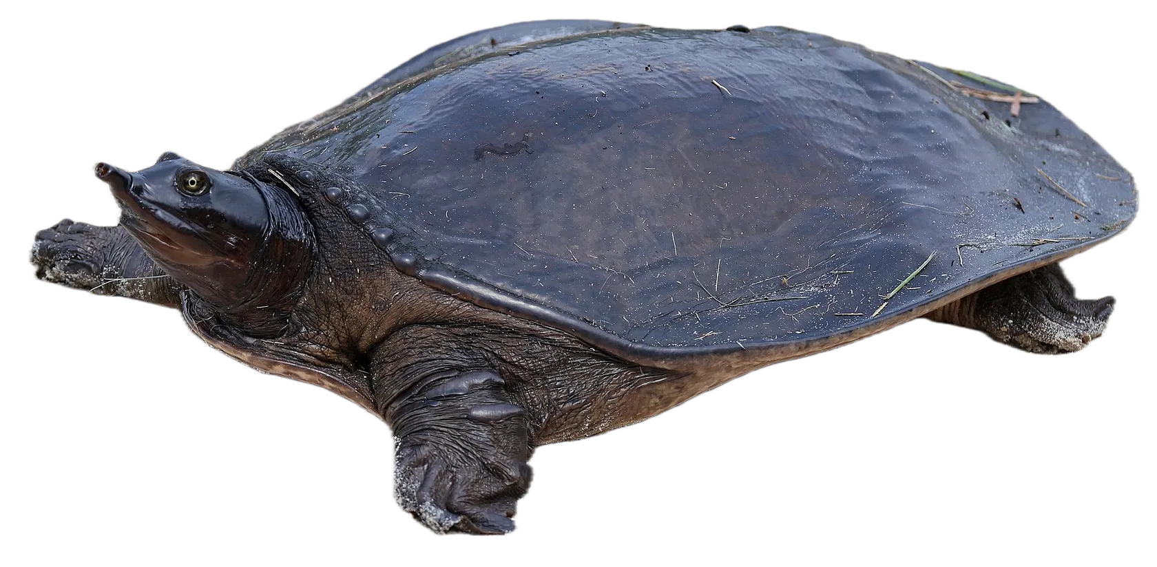 Florida softshell turtle