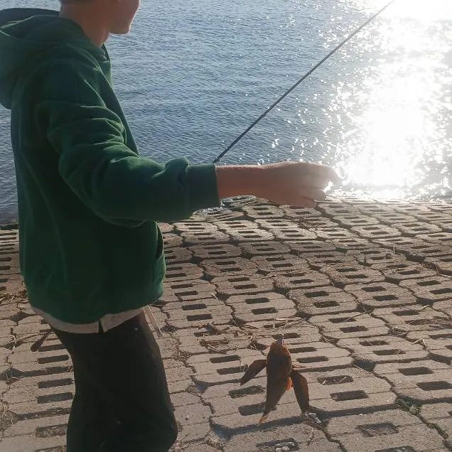 The most recent Flying gurnard catches on Fishbrain