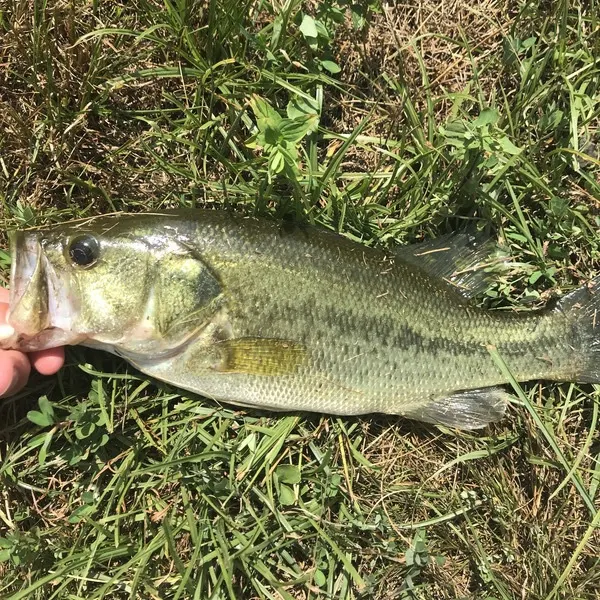 Largemouth bass caught on Fishbrain