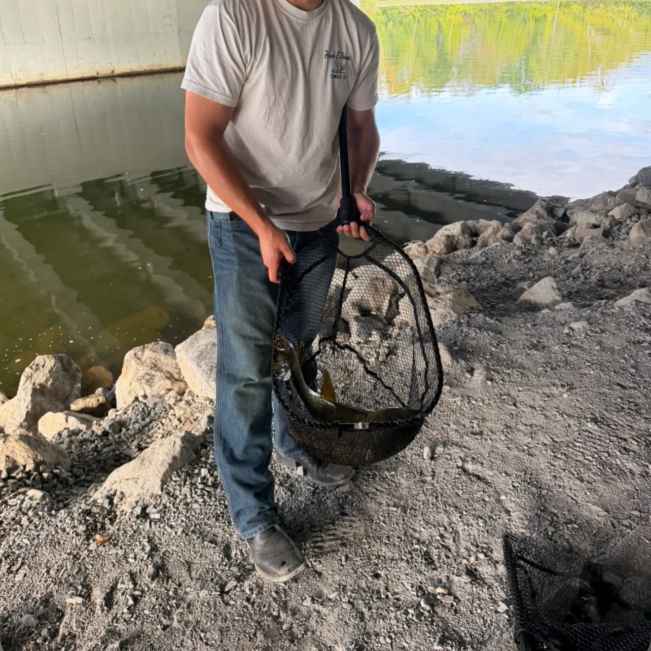 Common carp caught on Fishbrain