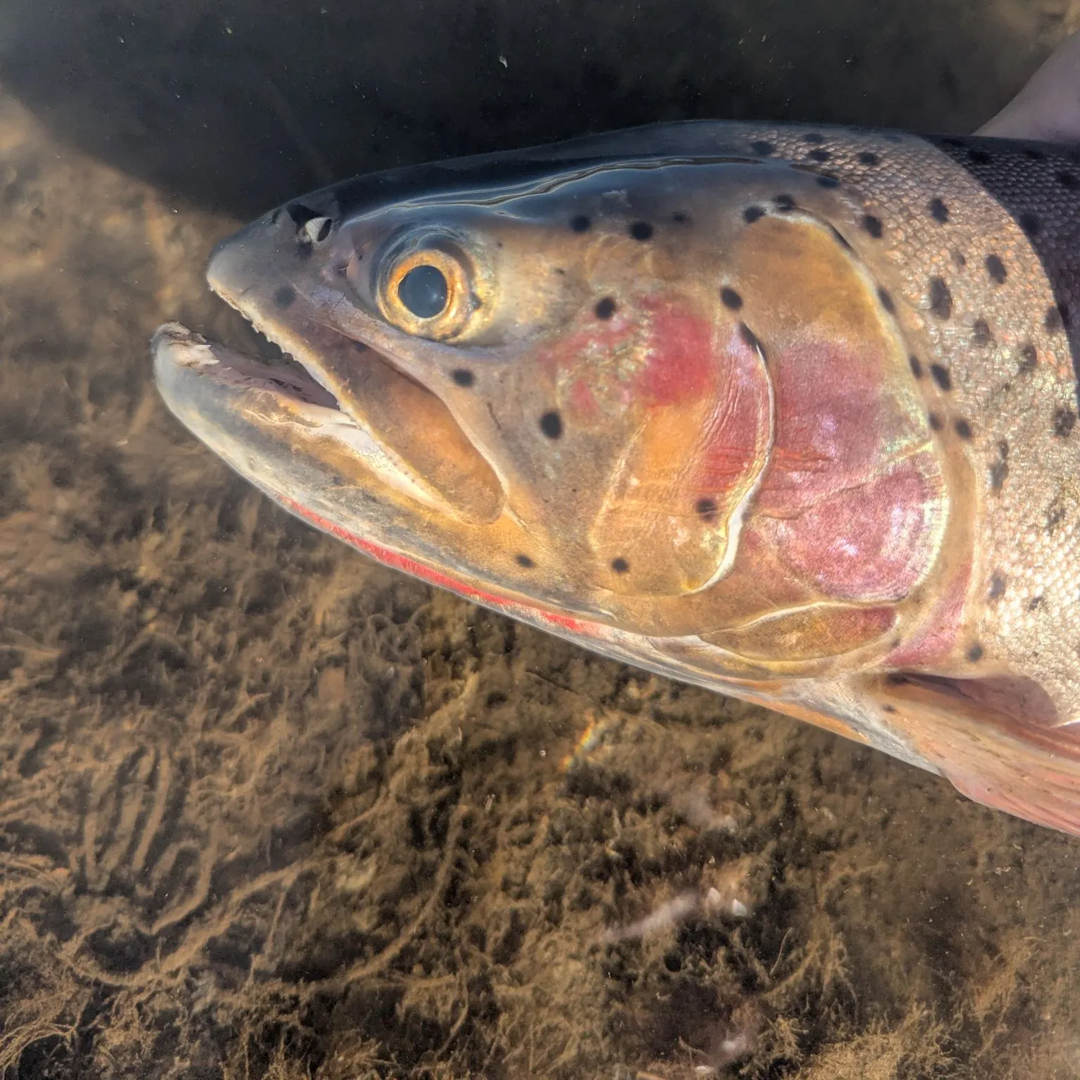 The most popular recent Bear lake cutthroat trout catch on Fishbrain