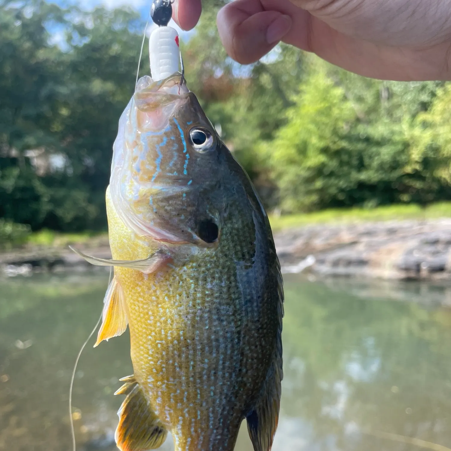 Green sunfish caught on Fishbrain