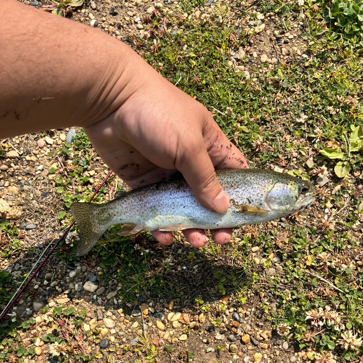 angler catch