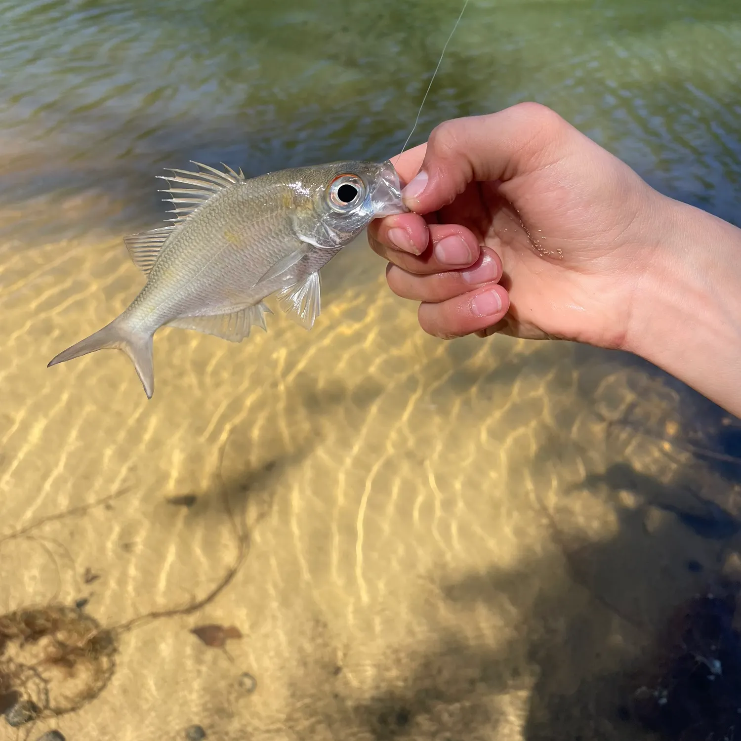 most liked catch image