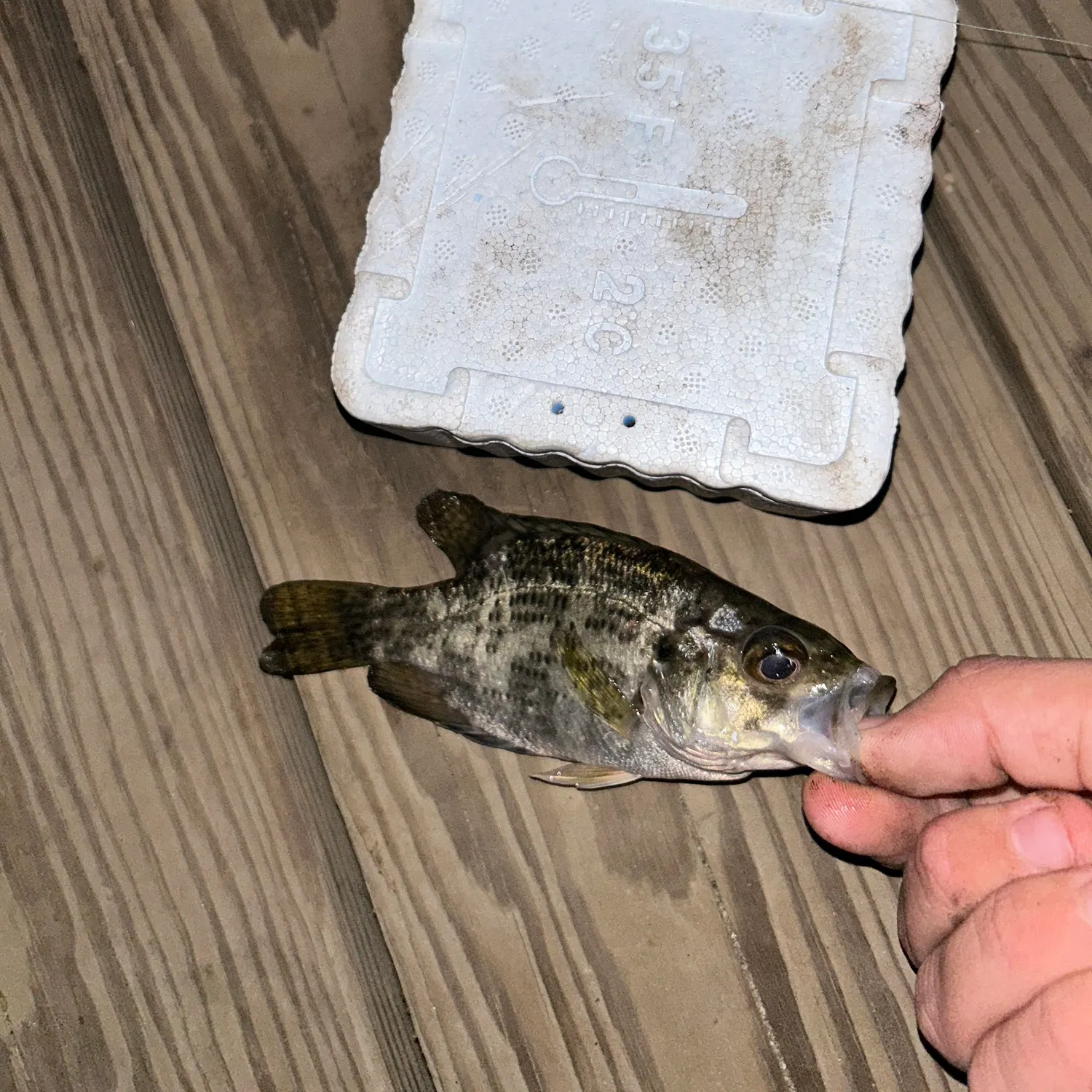 Rock bass caught on Fishbrain