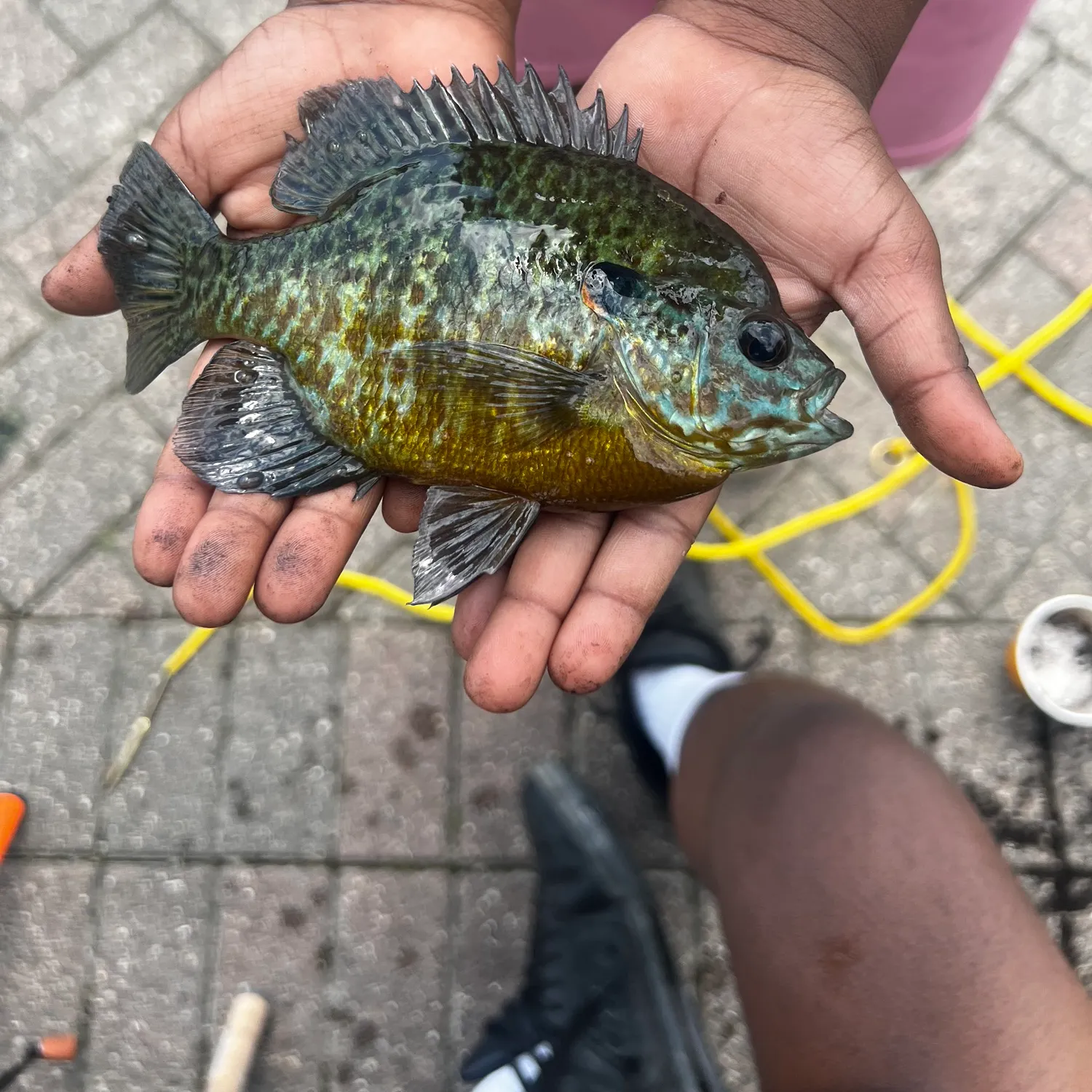 catch