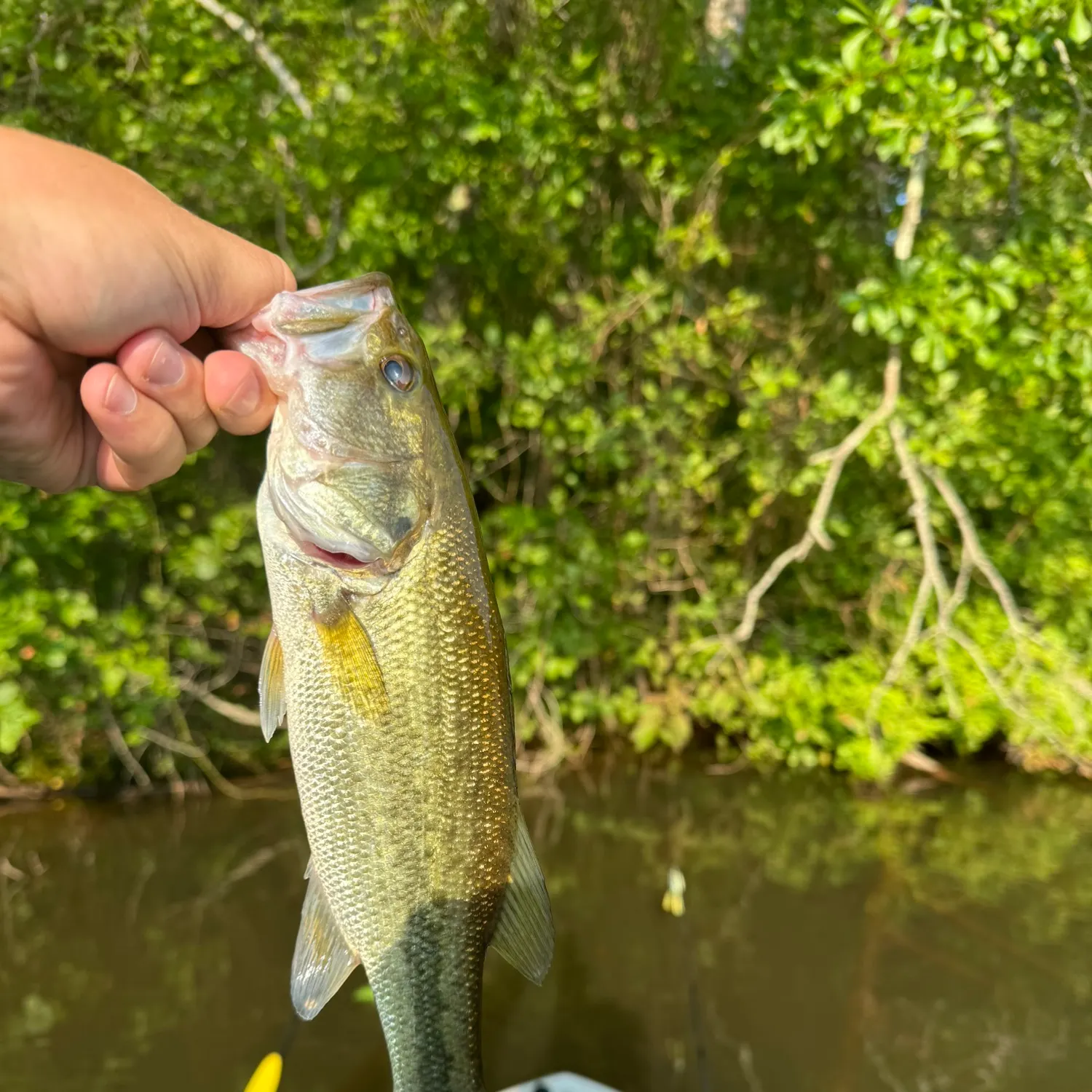 The most recent Largemouth bass catches on Fishbrain