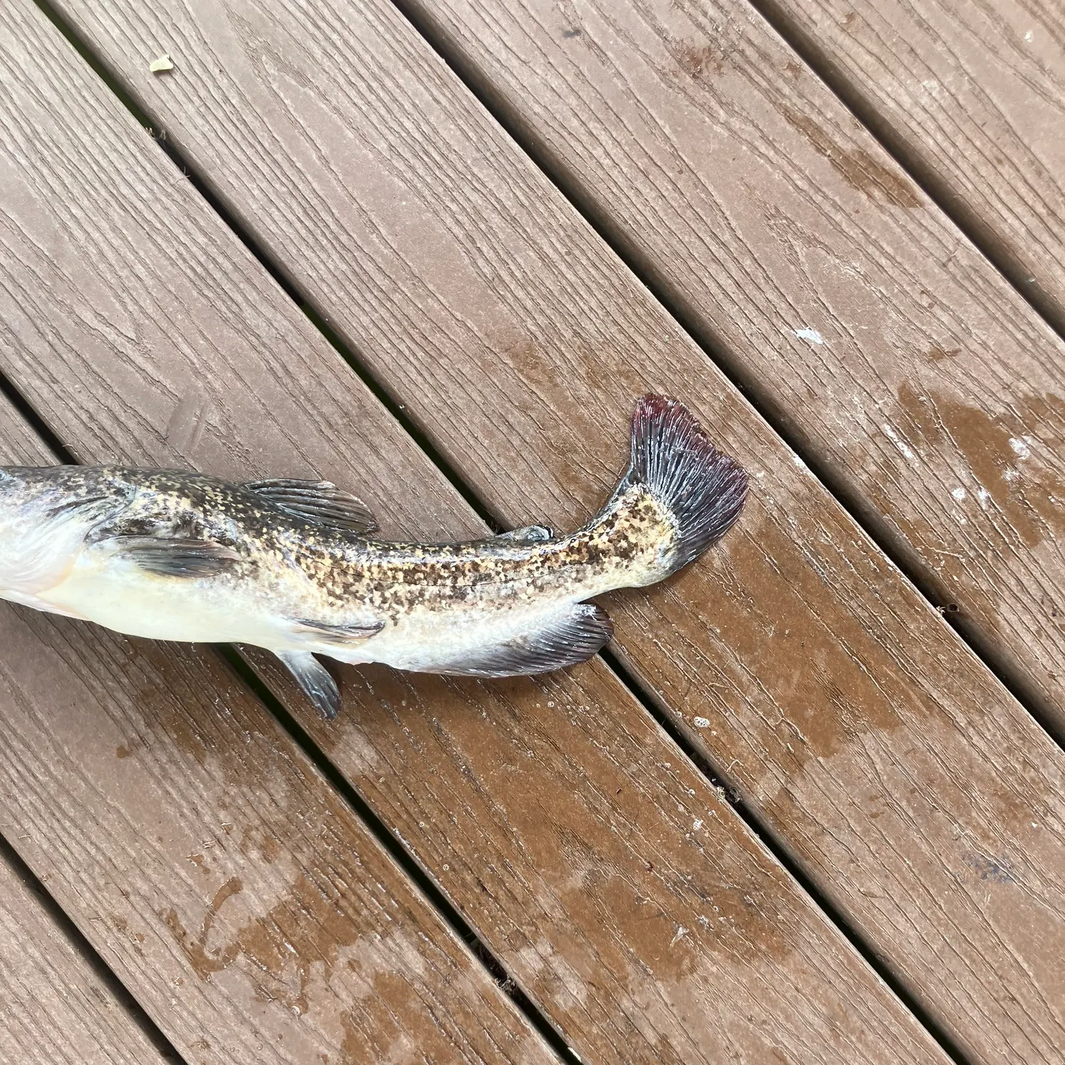 The most recent Spotted bullhead catches on Fishbrain