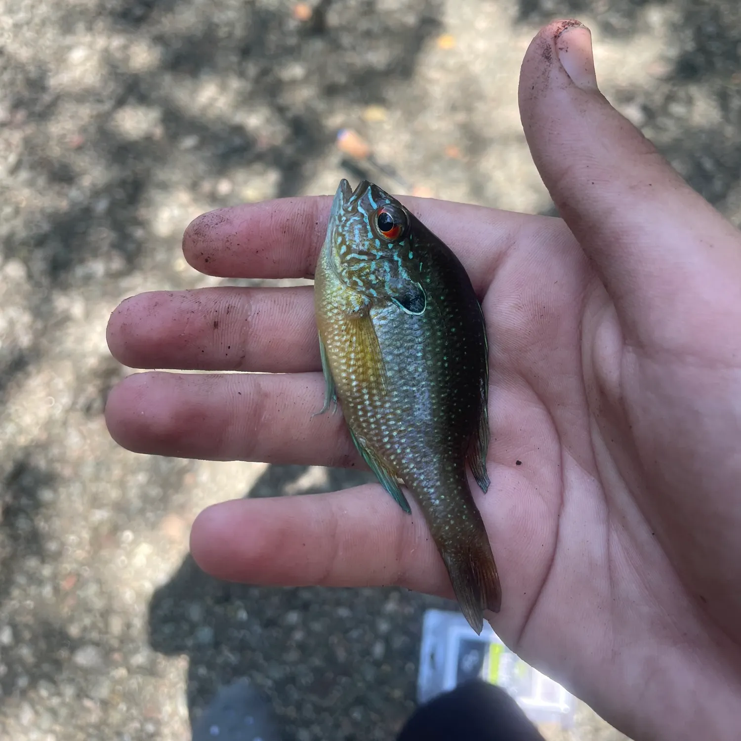 The most recent Dollar sunfish catches on Fishbrain