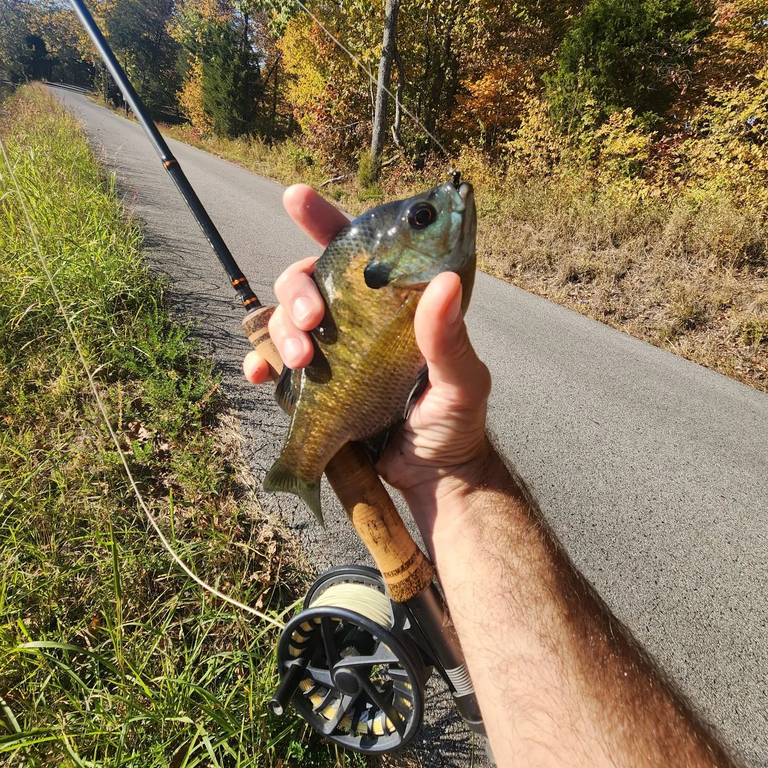 Bluegill caught on Fishbrain