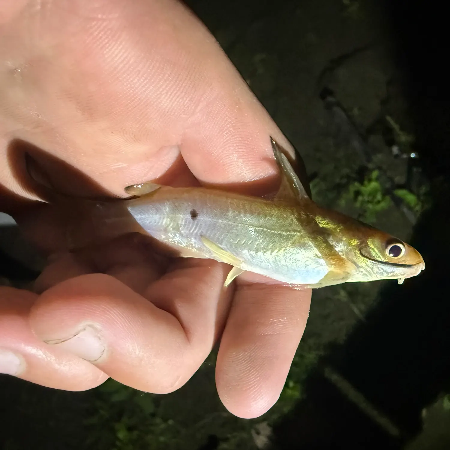 Channel catfish caught on Fishbrain
