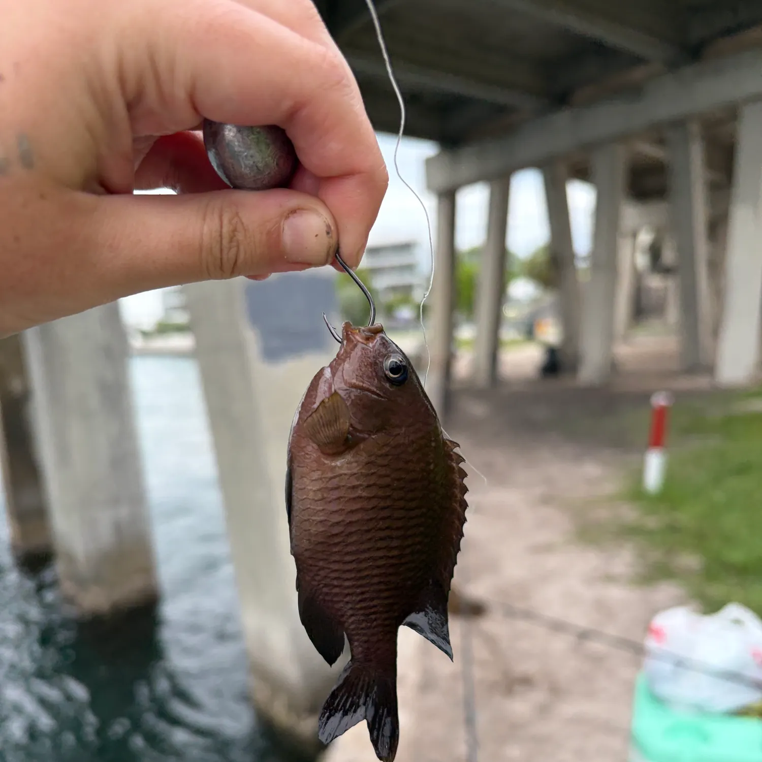 The most recent Dusky damselfish catches on Fishbrain