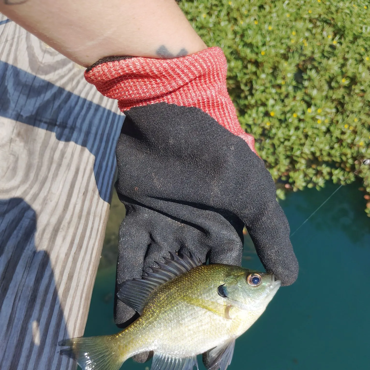 Bluegill caught on Fishbrain