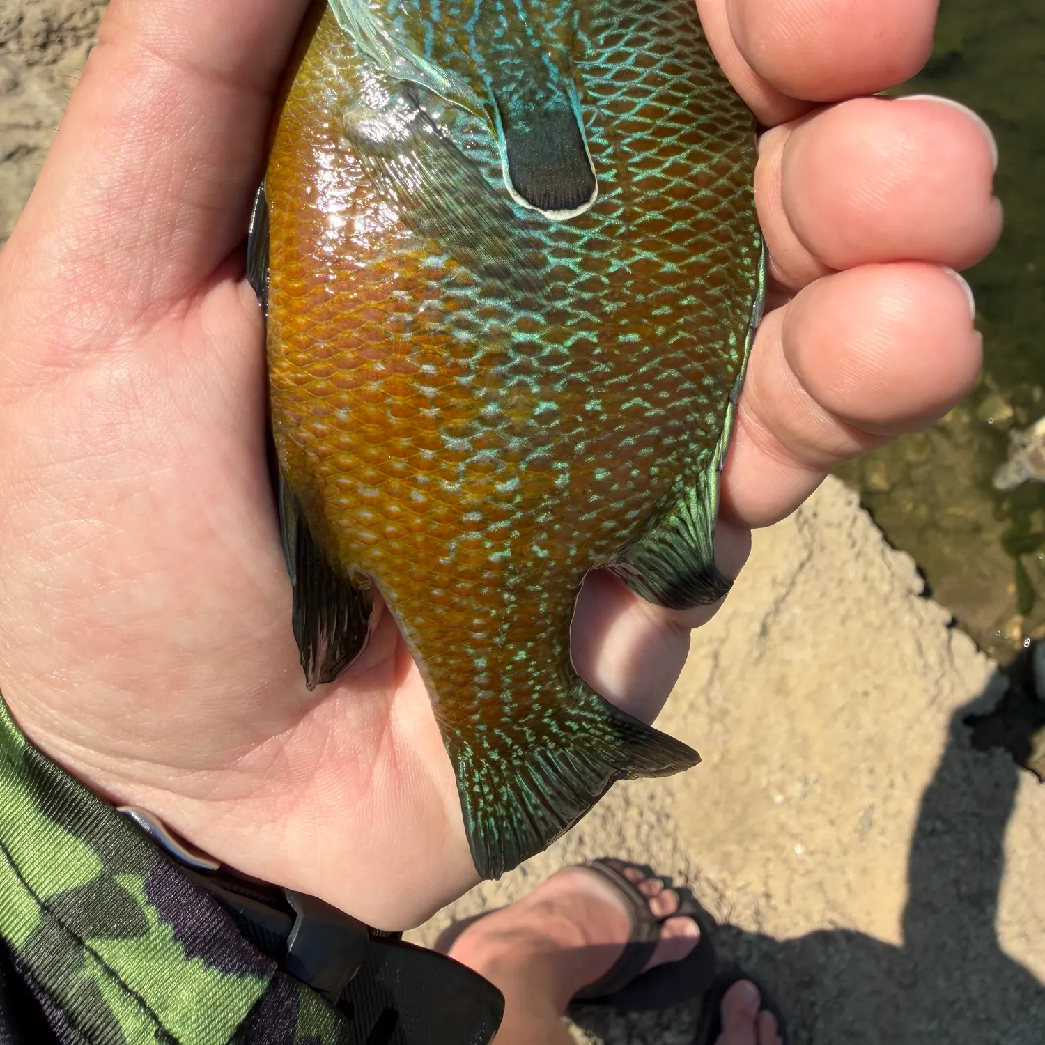 The most recent Longear sunfish catches on Fishbrain