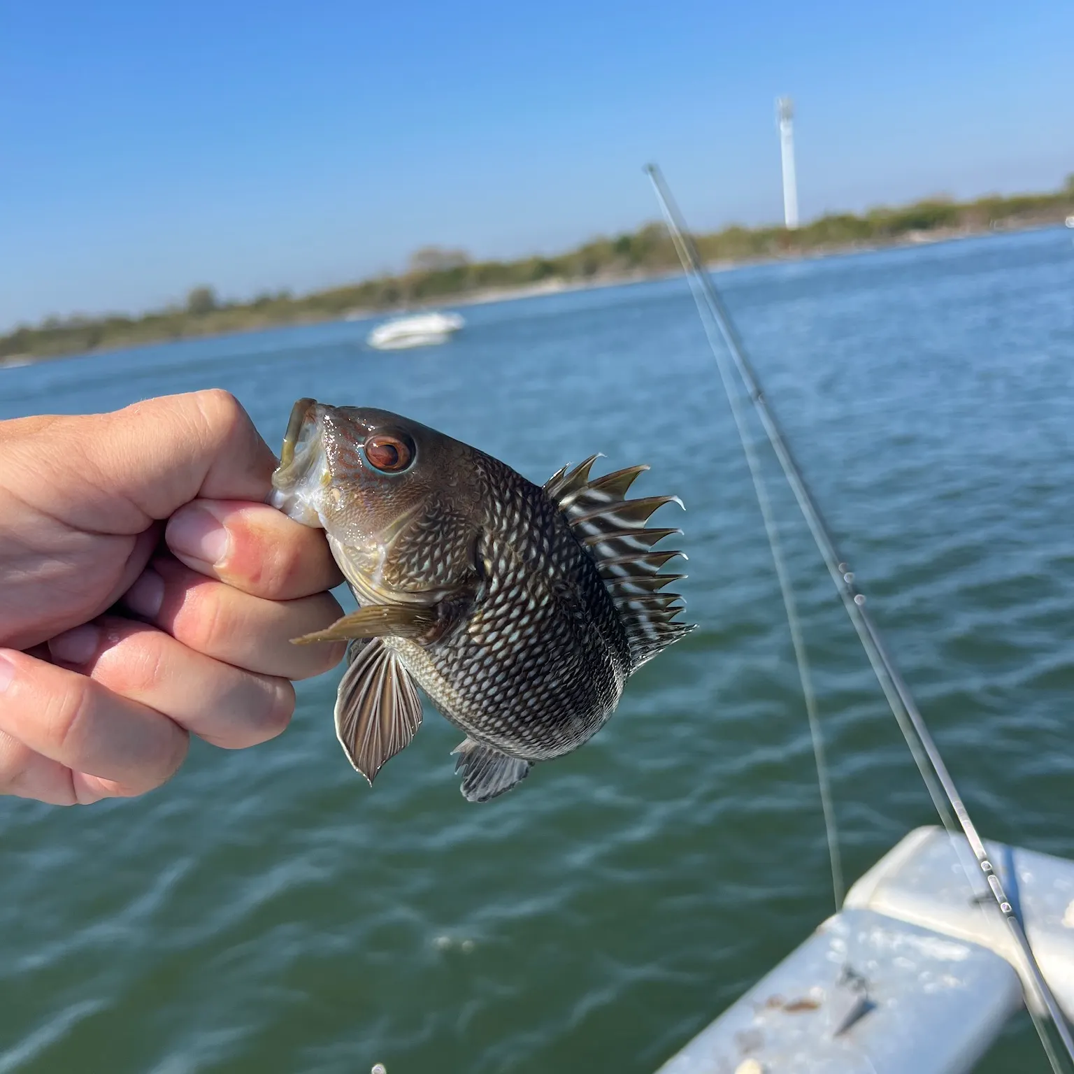 The most recent Black sea bass catches on Fishbrain