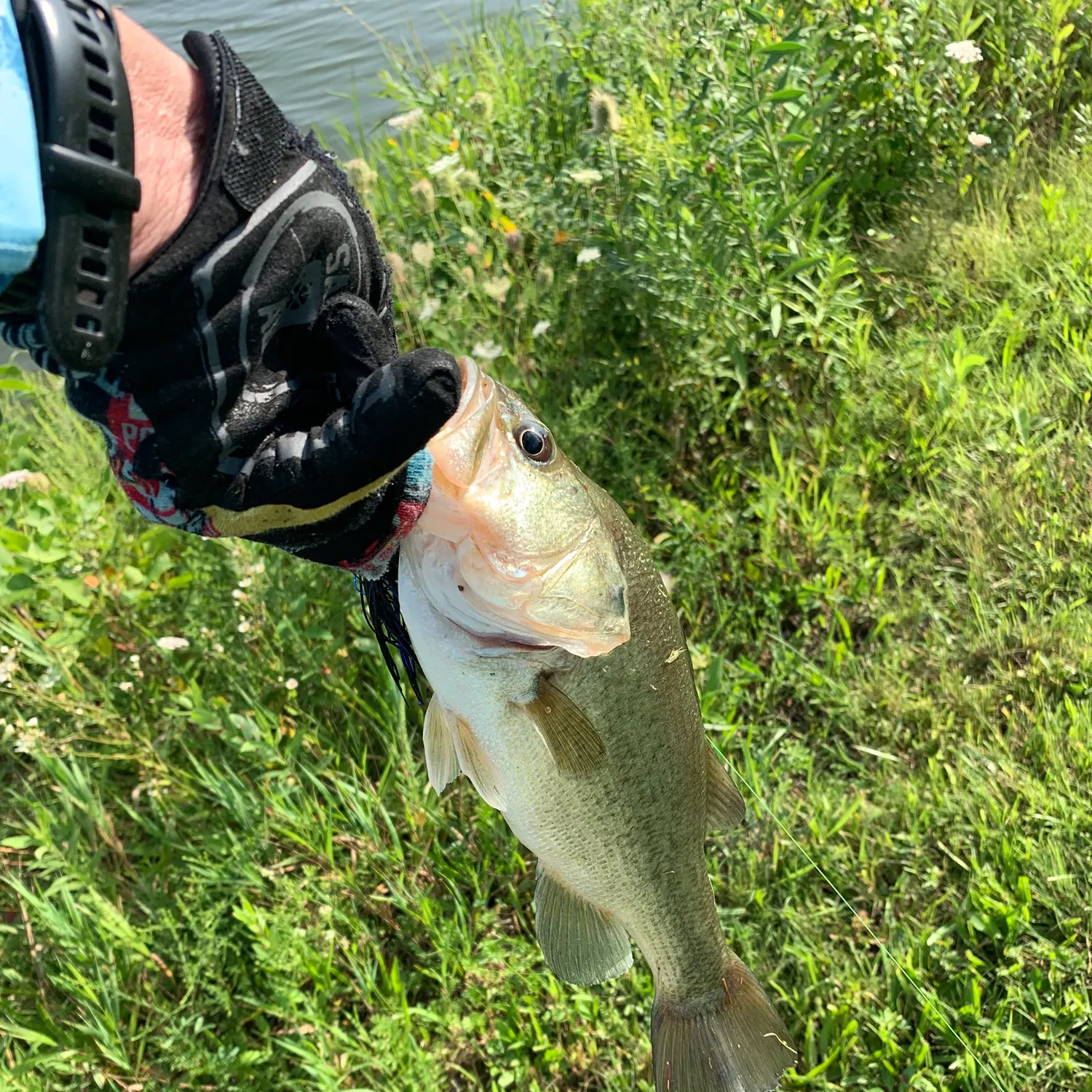 Largemouth bass caught on Fishbrain
