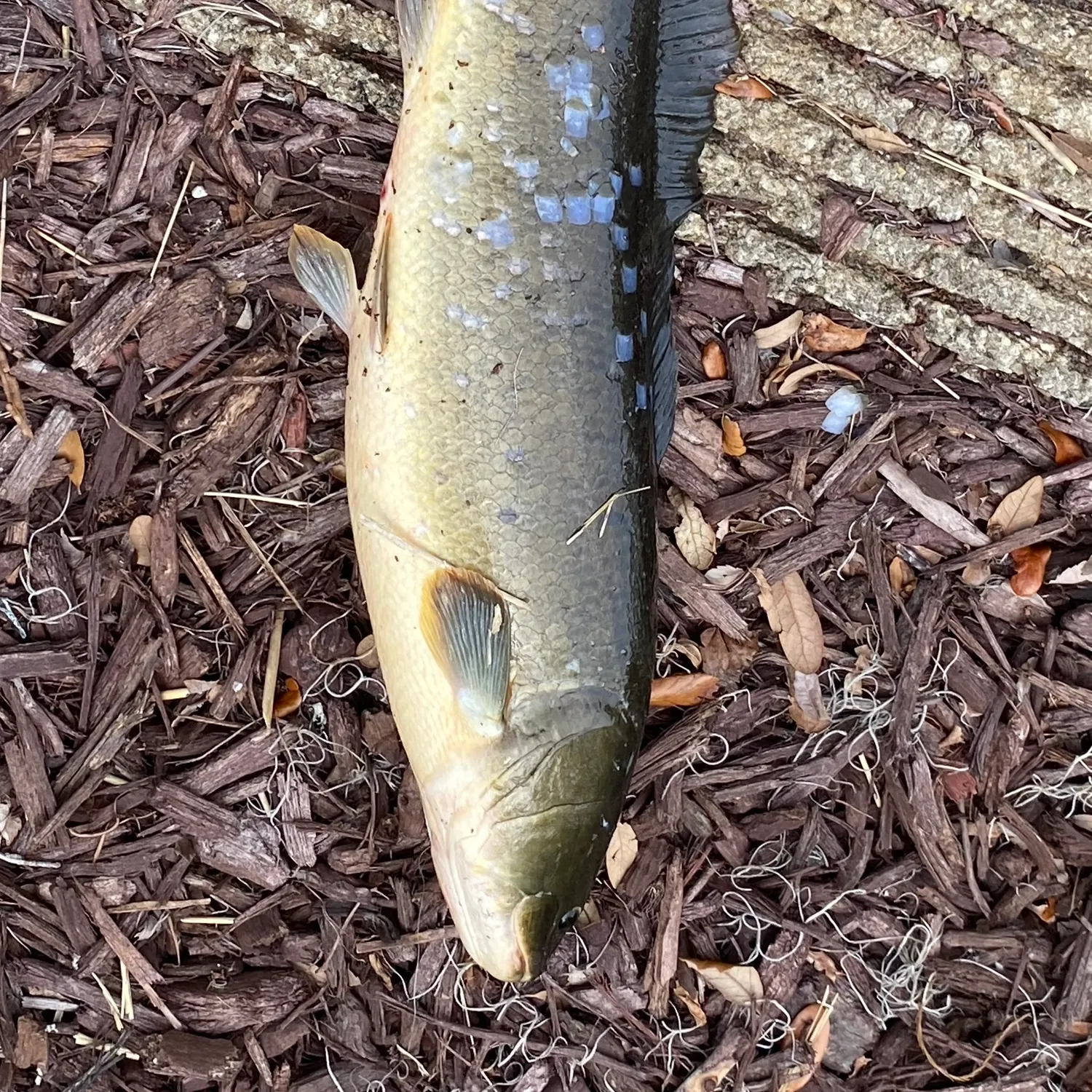 Eyetail bowfin caught on Fishbrain
