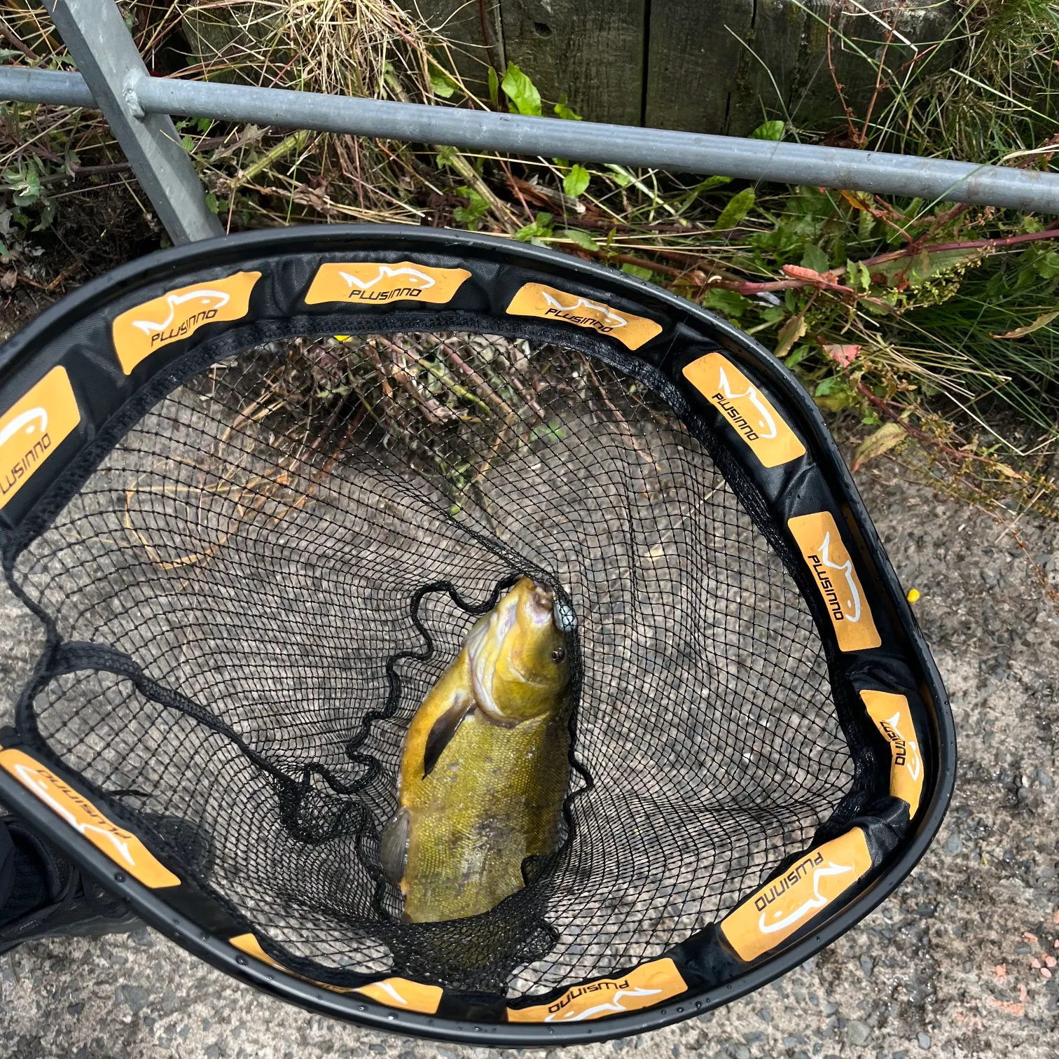 The most recent Tench catches on Fishbrain