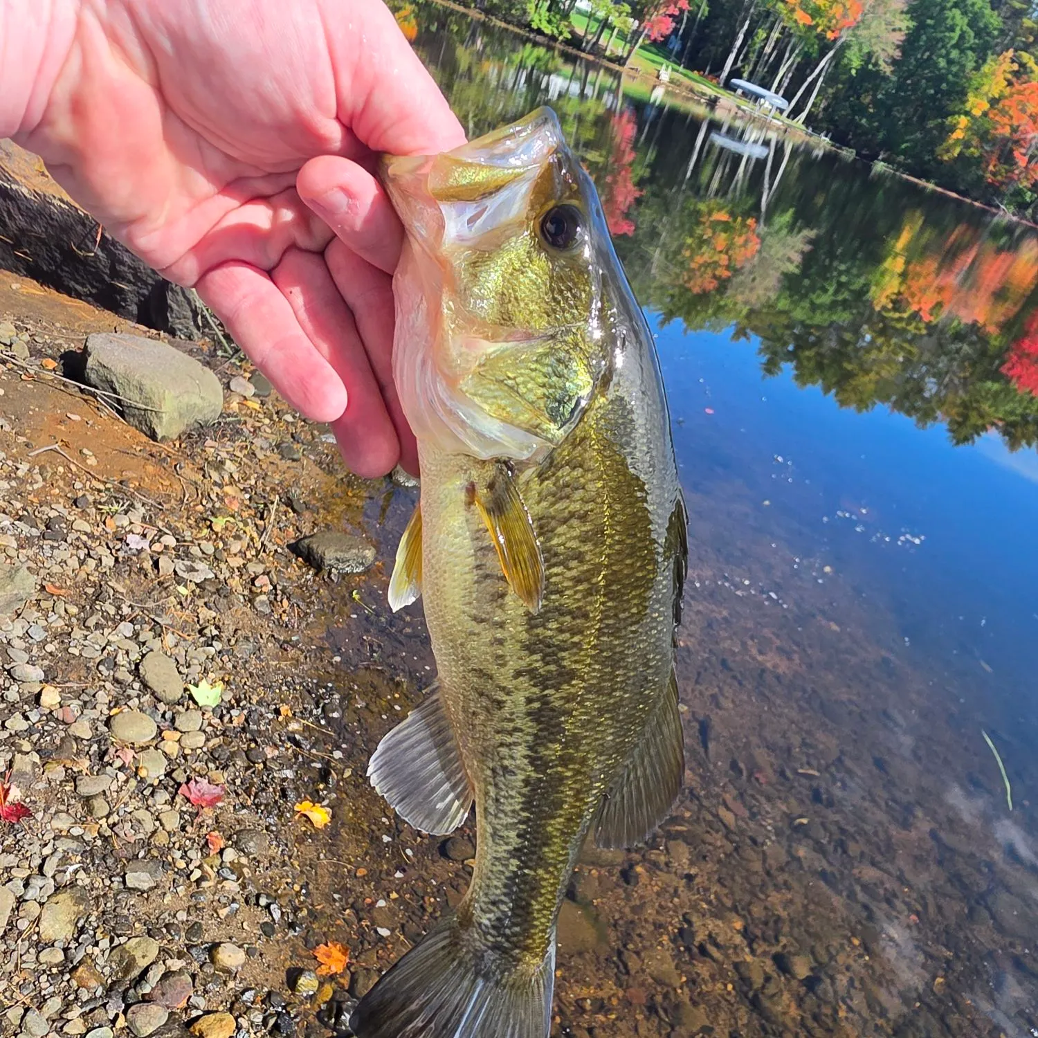Largemouth bass caught on Fishbrain