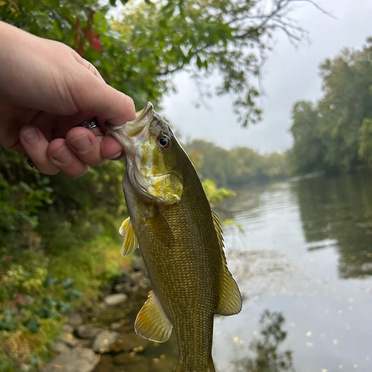 Smallmouth bass caught on Fishbrain