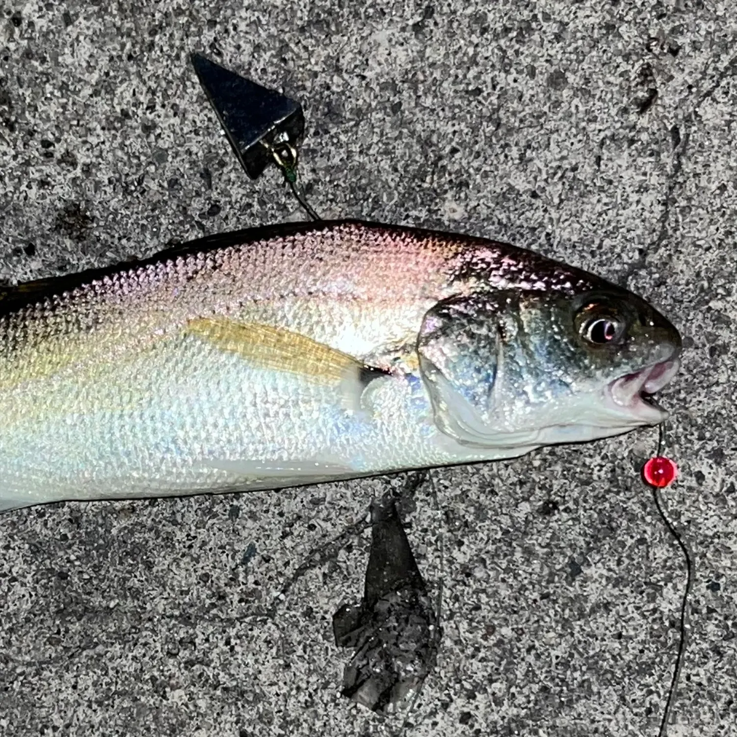 The most recent White croaker catches on Fishbrain