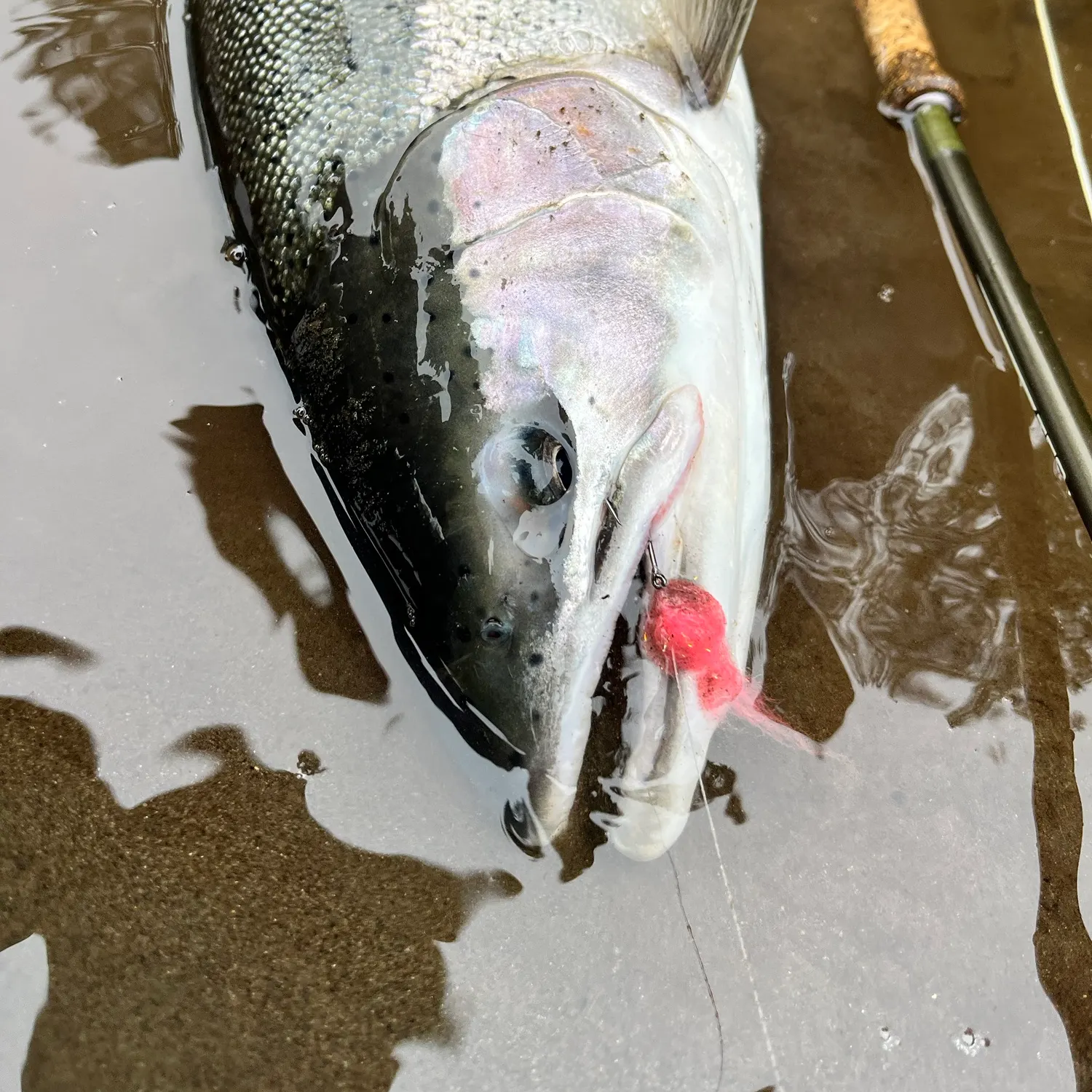 Dolly varden caught on Fishbrain
