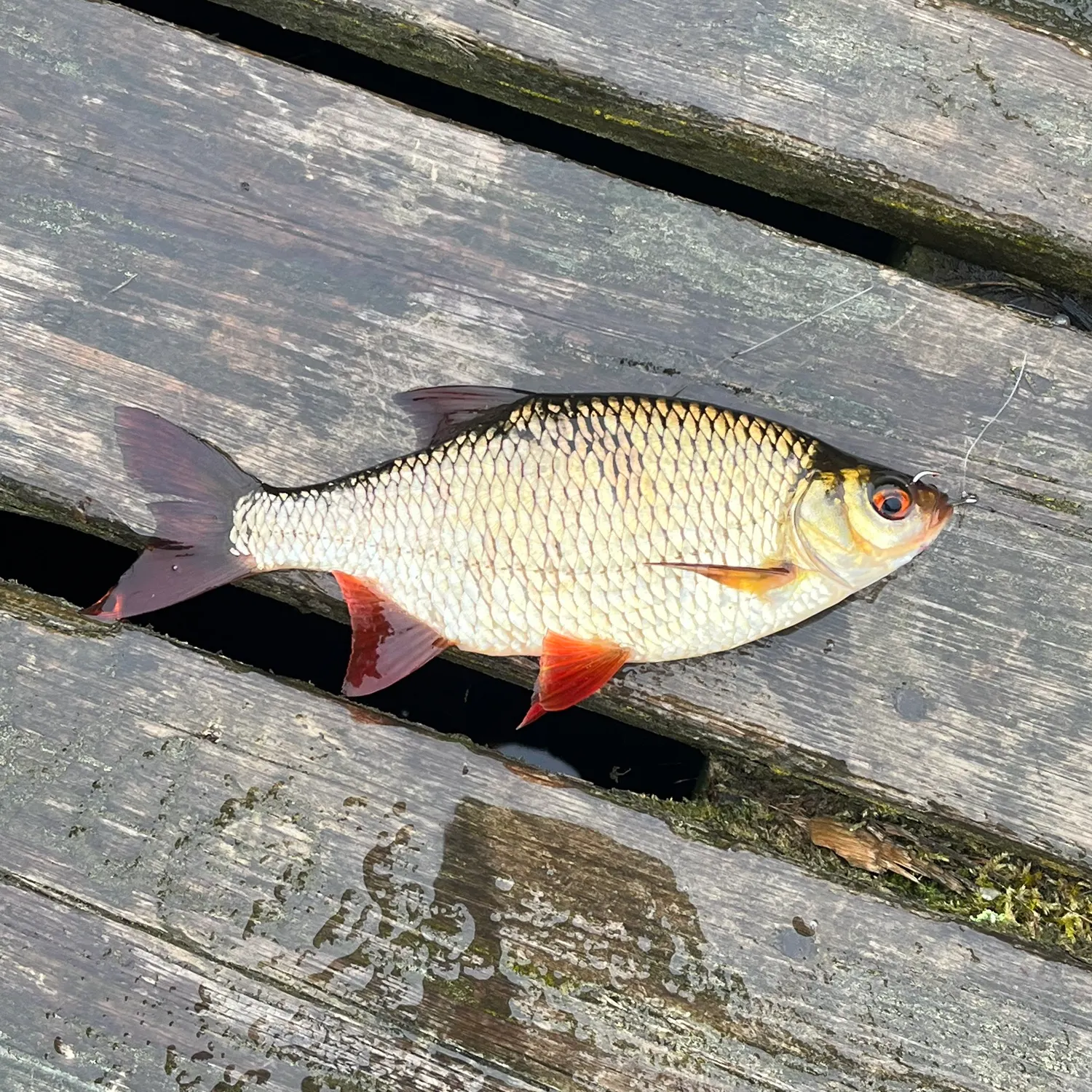 Common rudd caught on Fishbrain