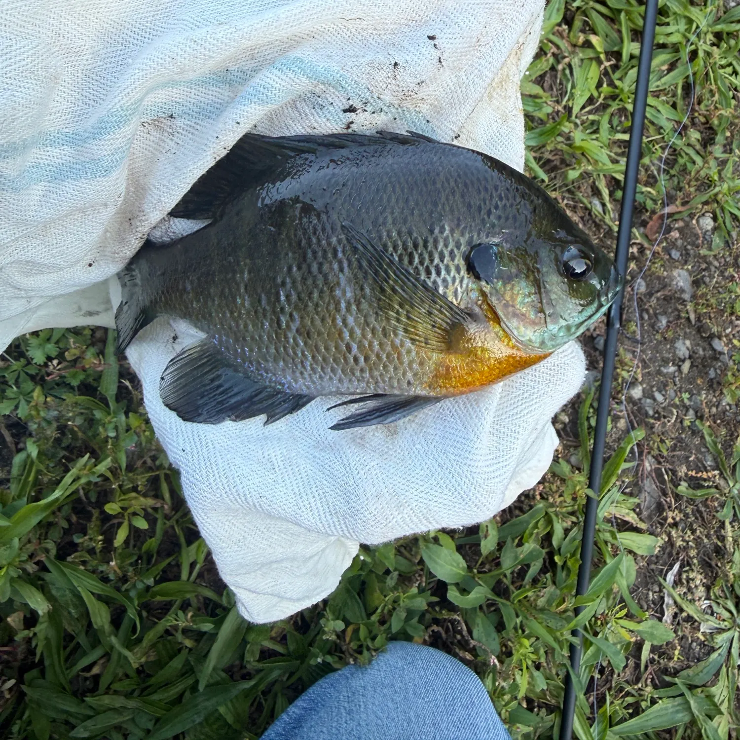 Bluegill caught on Fishbrain