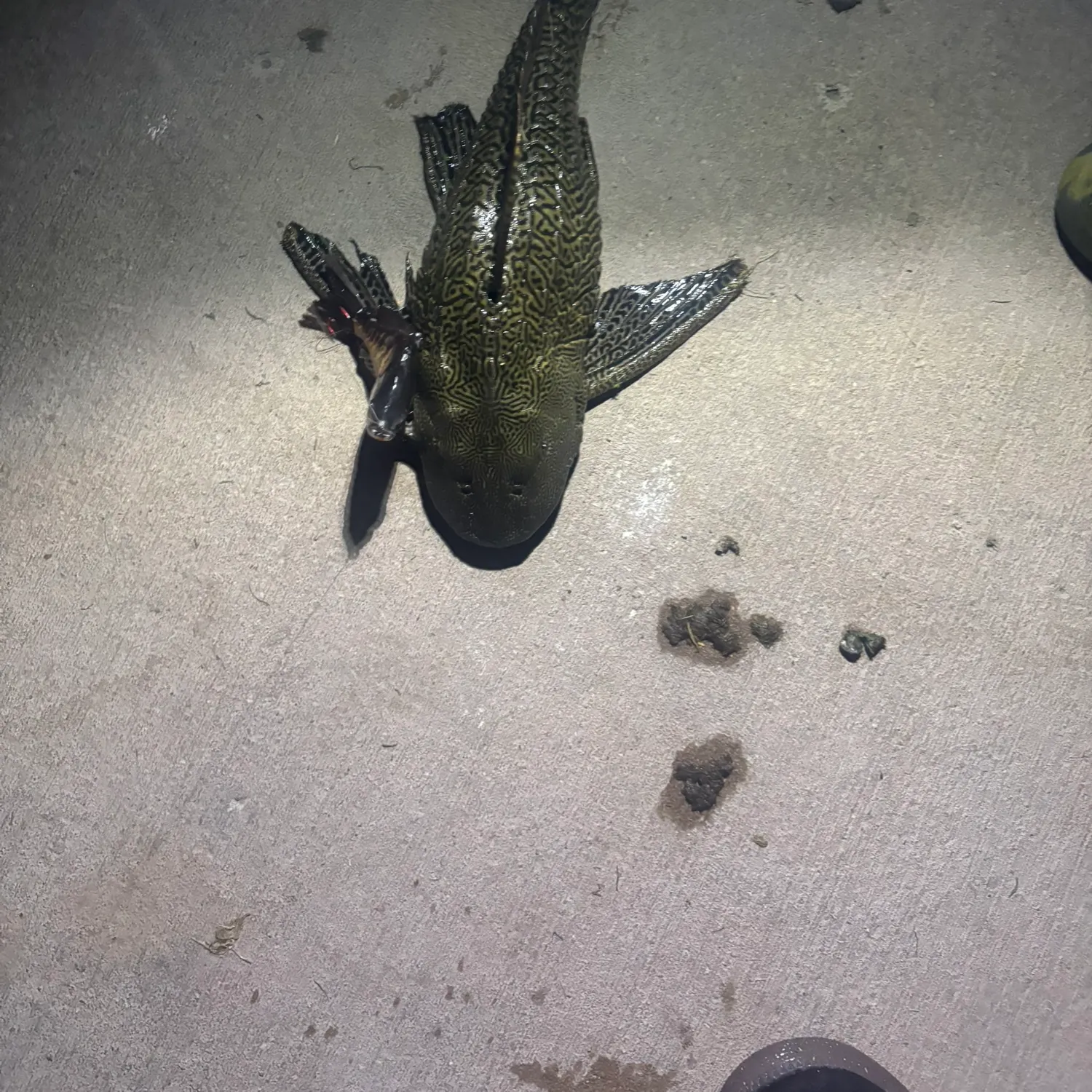 The most recent Suckermouth catfish catches on Fishbrain