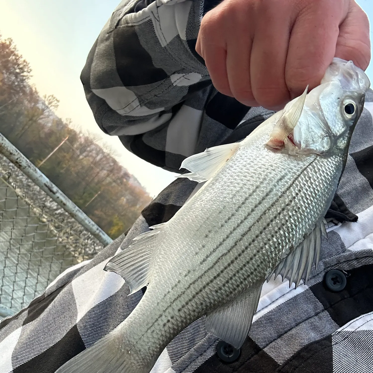 White bass caught on Fishbrain