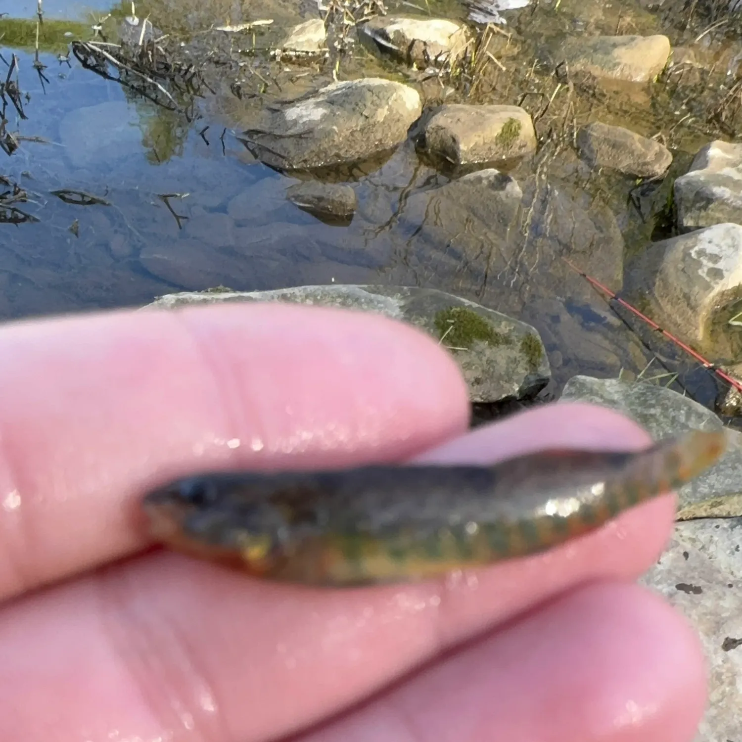 The most recent Rainbow darter catches on Fishbrain