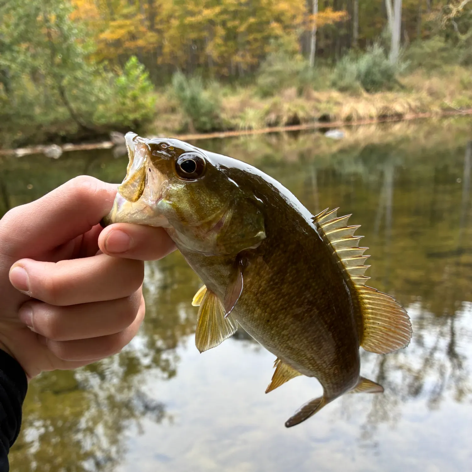 Smallmouth bass caught on Fishbrain