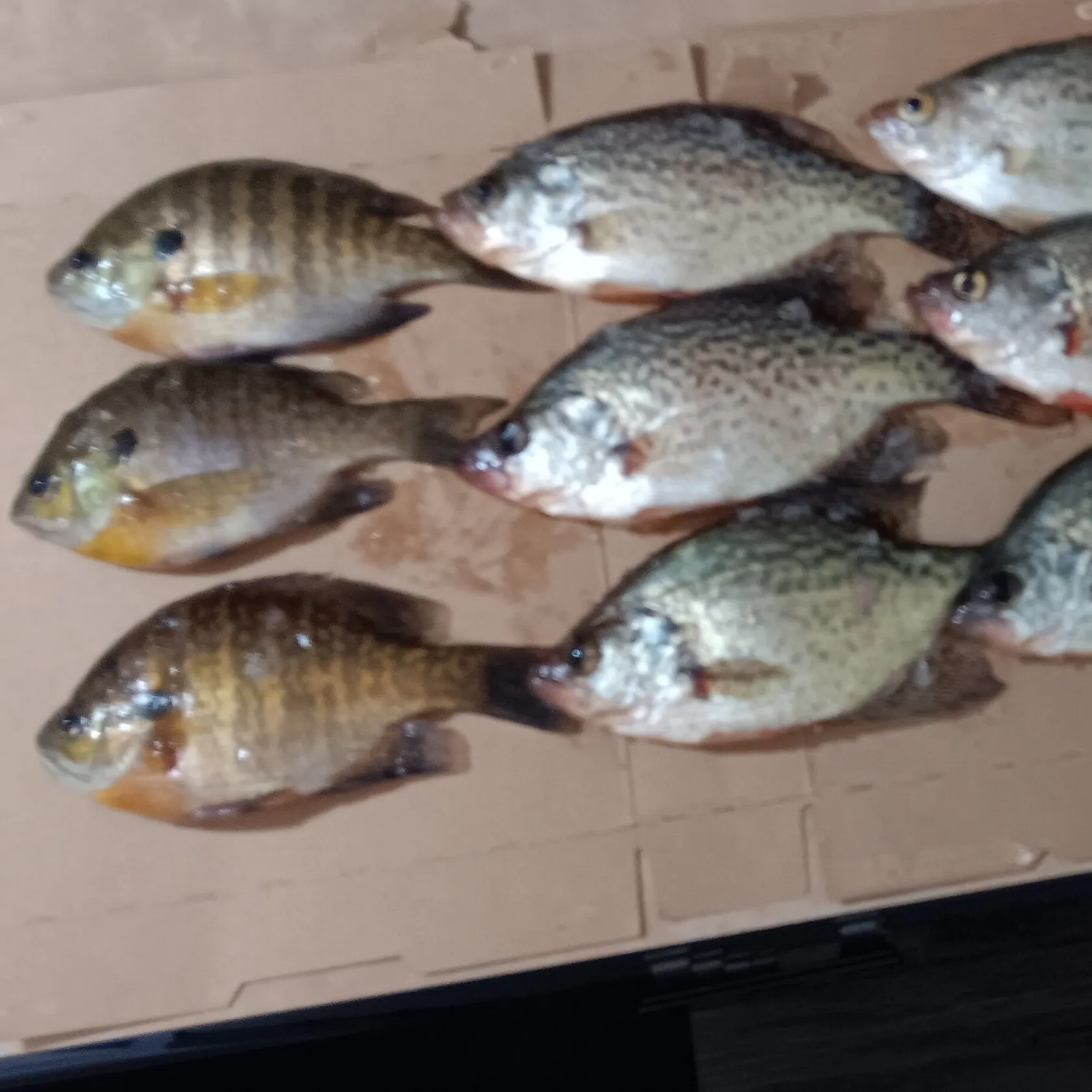 recently logged catches