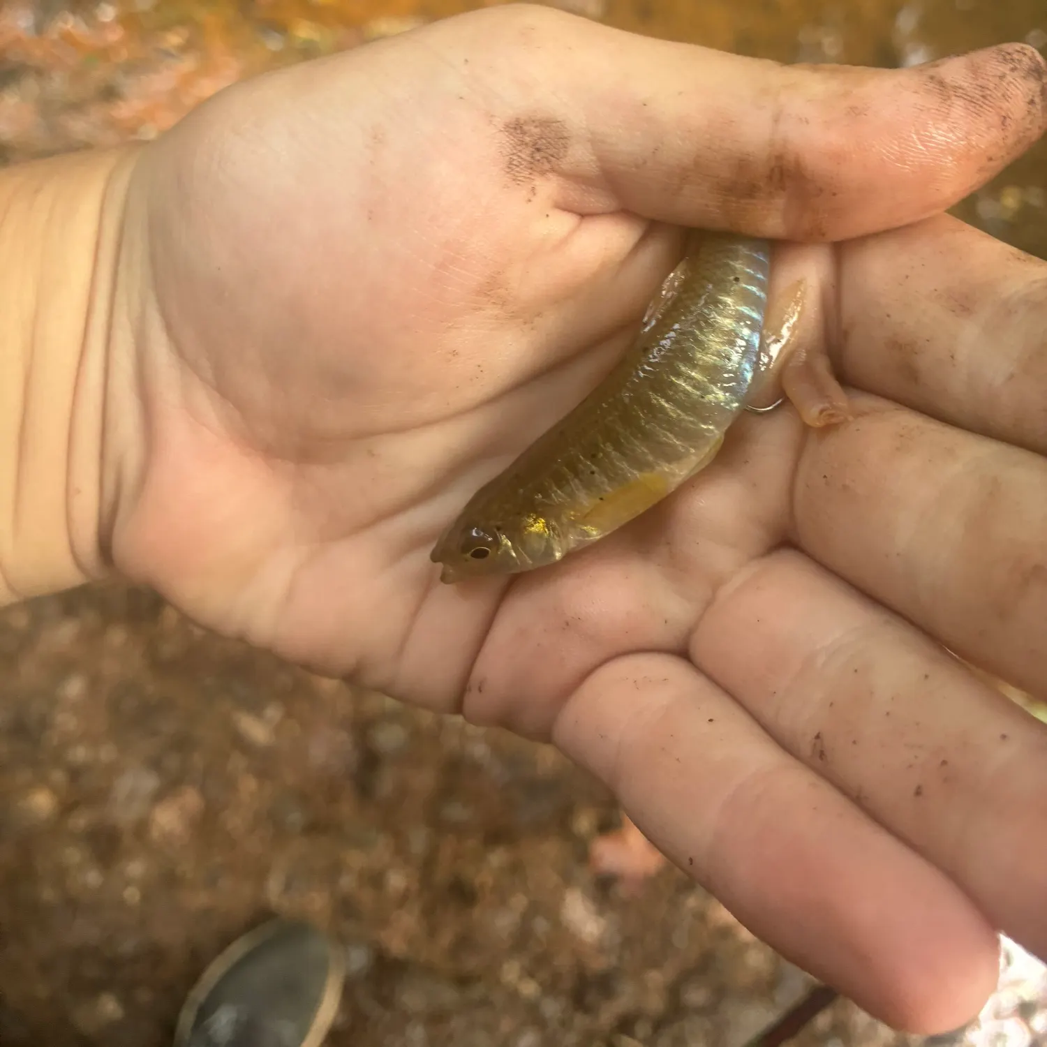 Banded killifish caught on Fishbrain