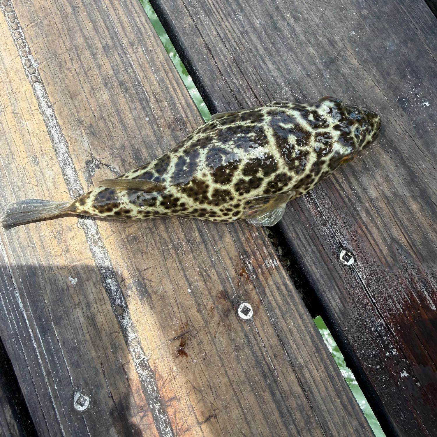 The most recent Checkered puffer catches on Fishbrain