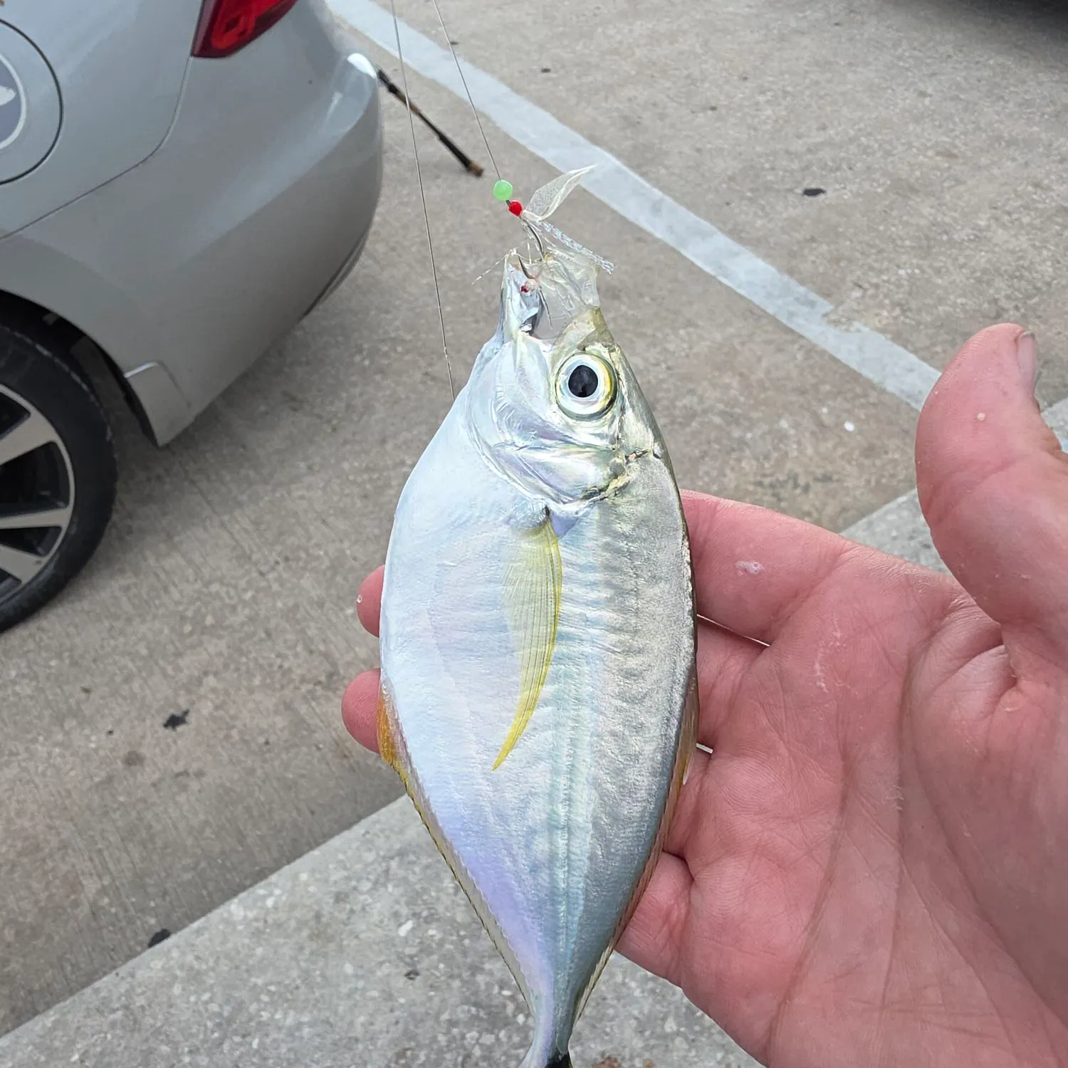 The most recent Atlantic bumper catches on Fishbrain