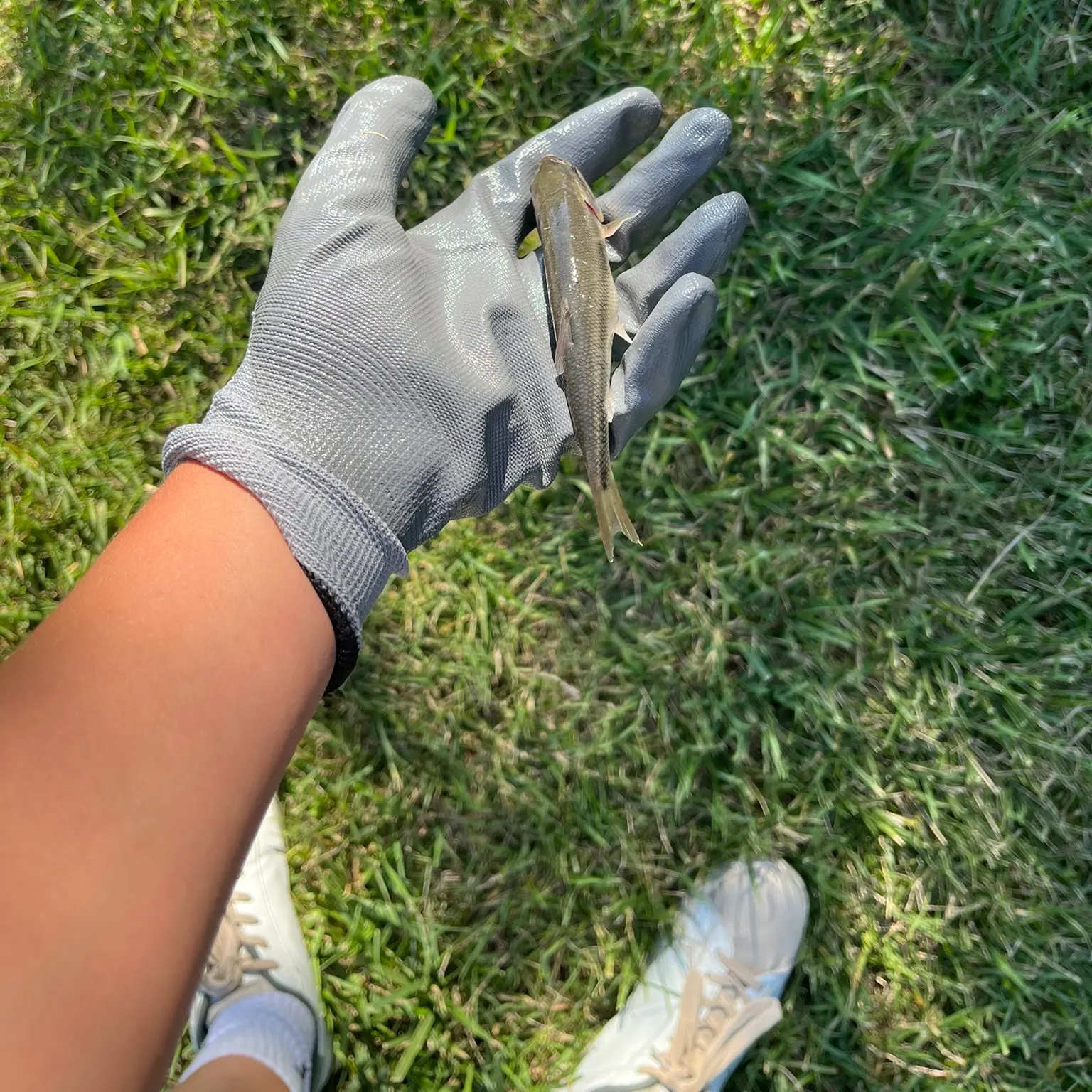 The most recent White sucker catches on Fishbrain