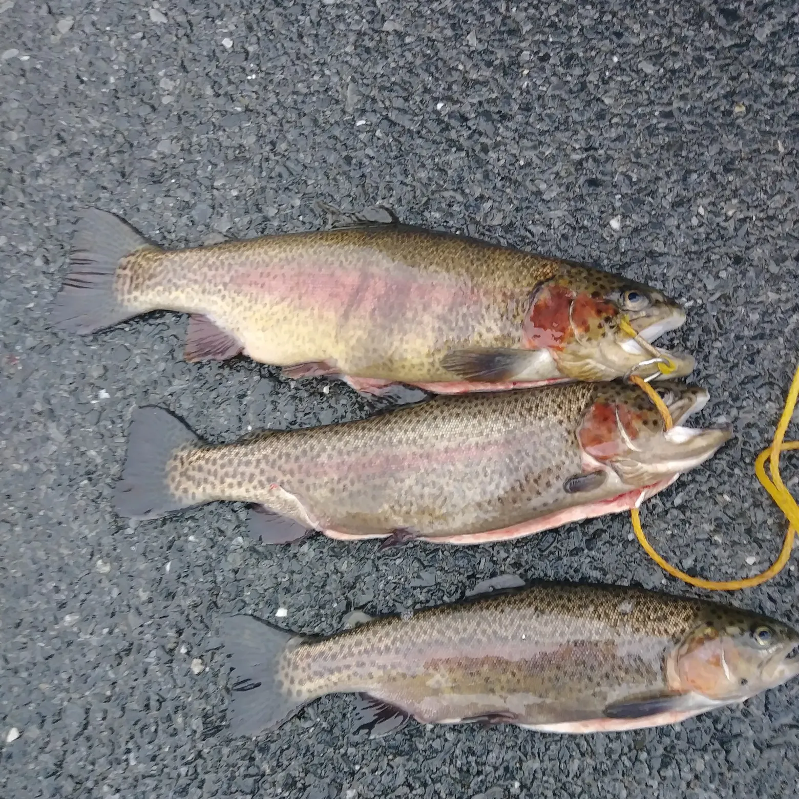 recently logged catches