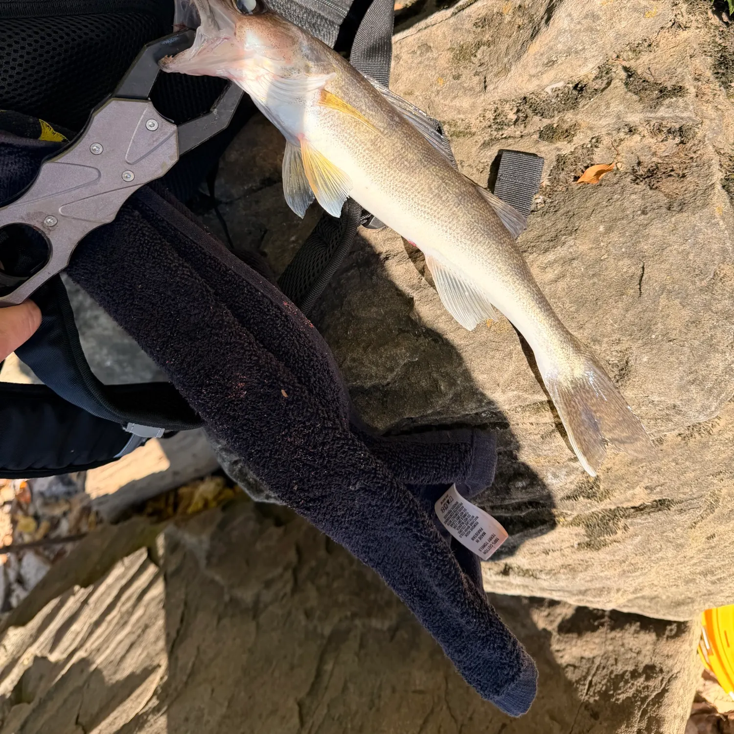 Walleye caught on Fishbrain