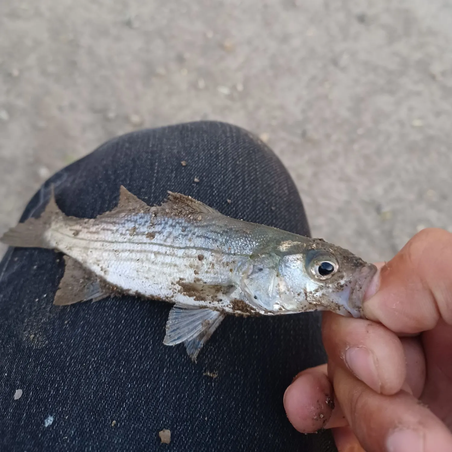 Striped bass caught on Fishbrain