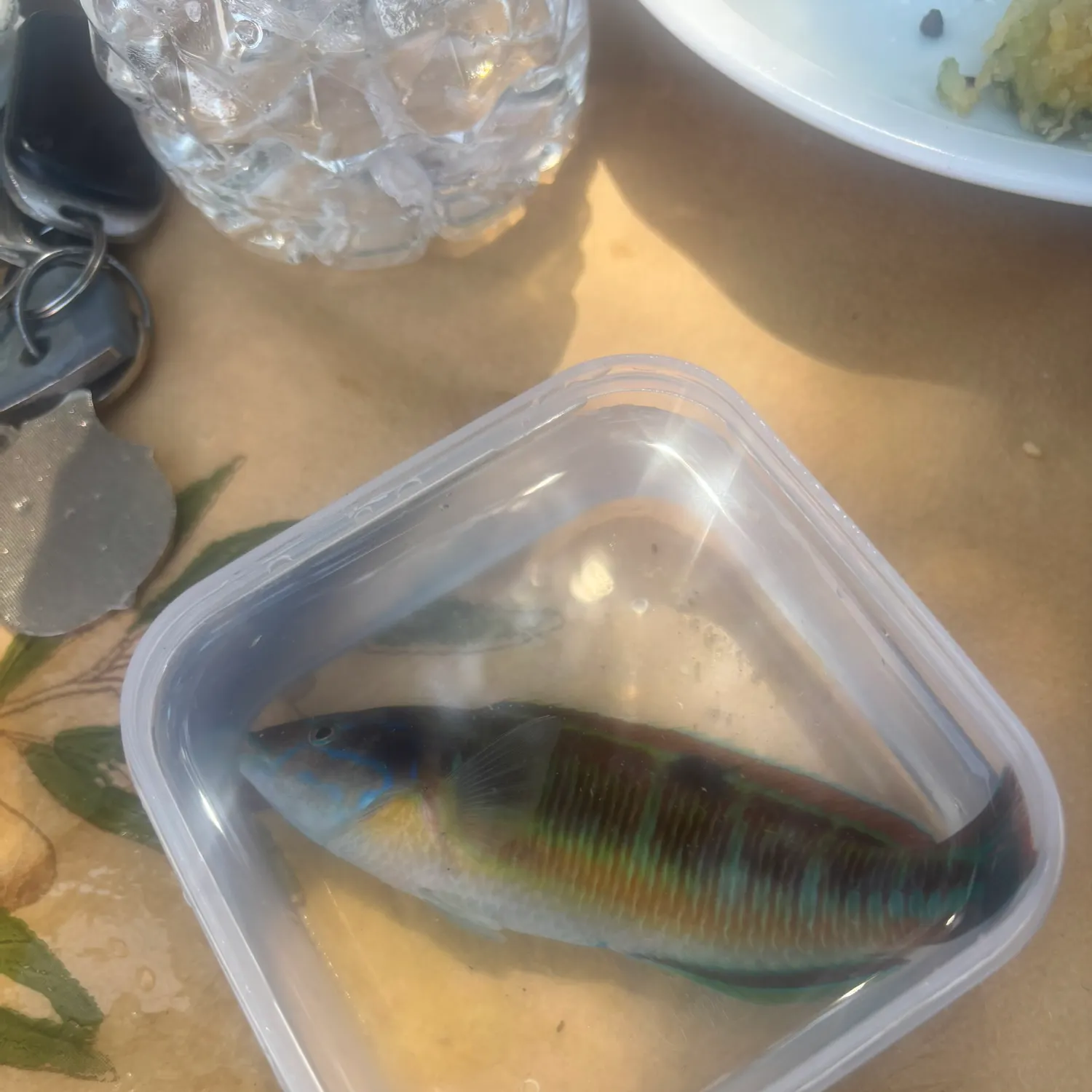 The most recent Ornate wrasse catches on Fishbrain