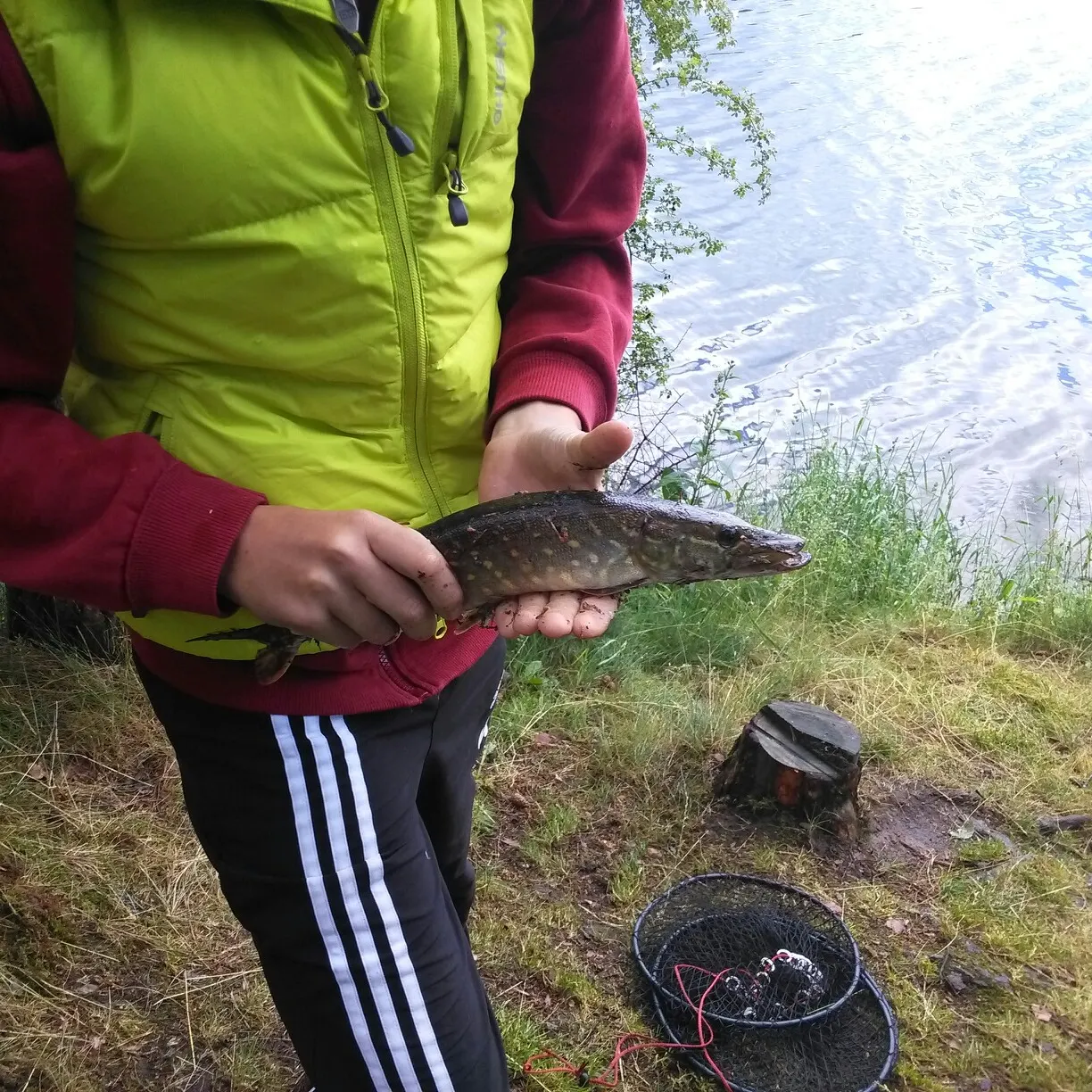 Northern pike caught on Fishbrain